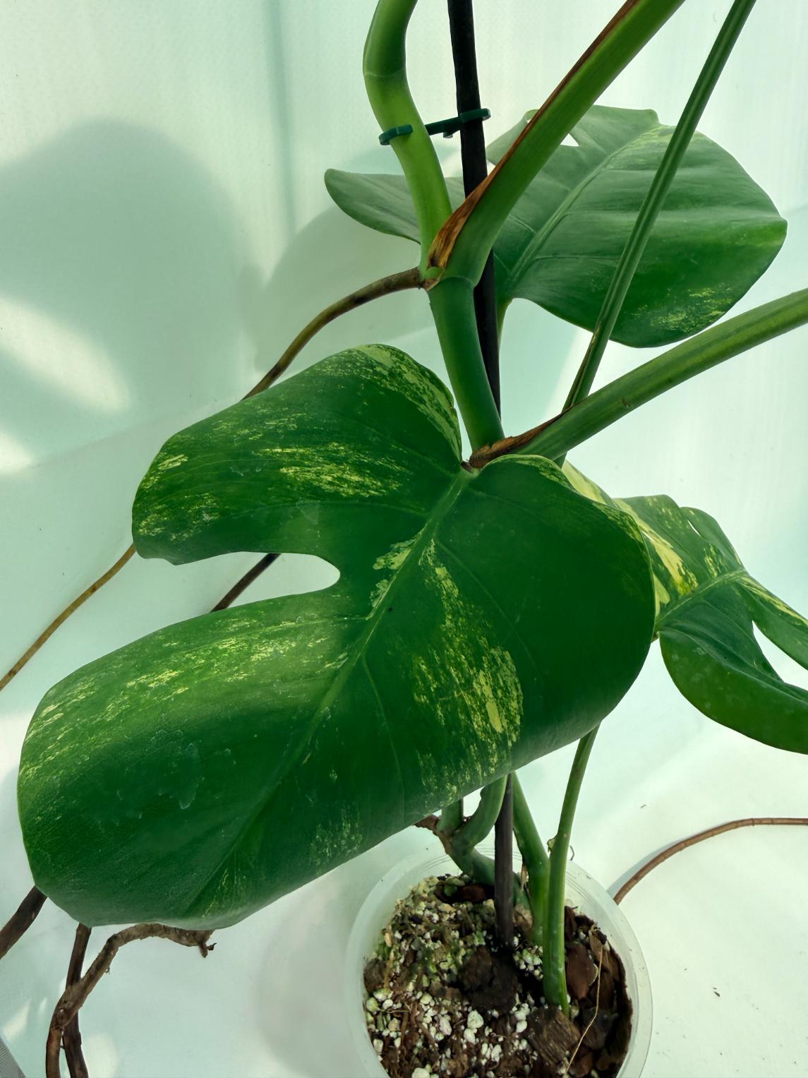 Monstera Variegata Aurea 5
