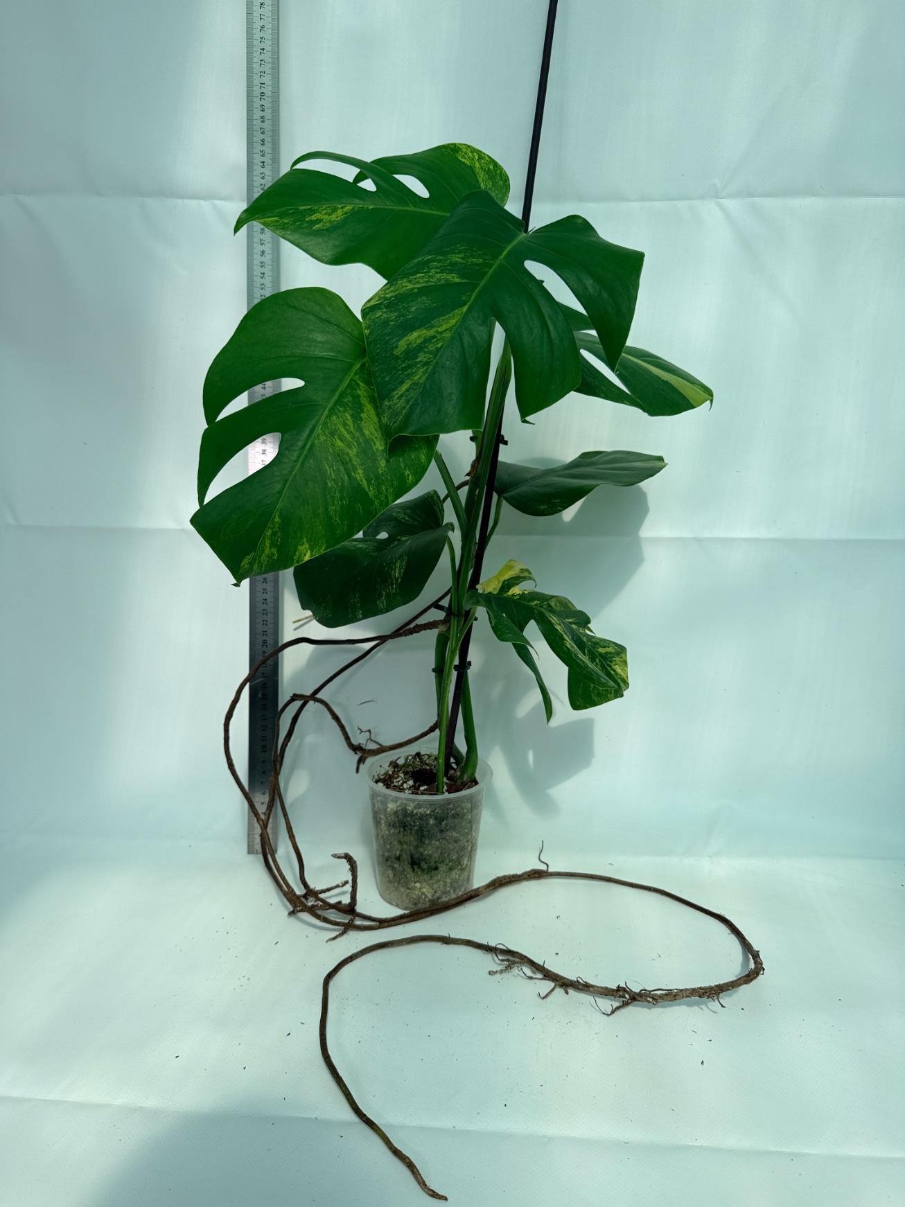 Monstera Variegata Aurea 4