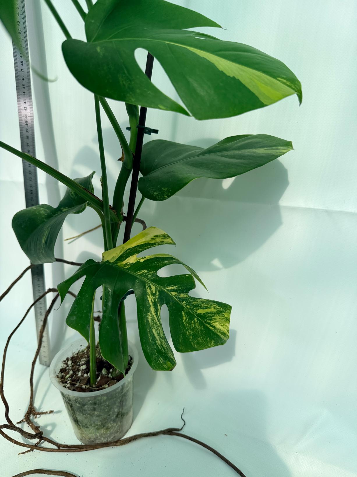 Monstera Variegata Aurea 6