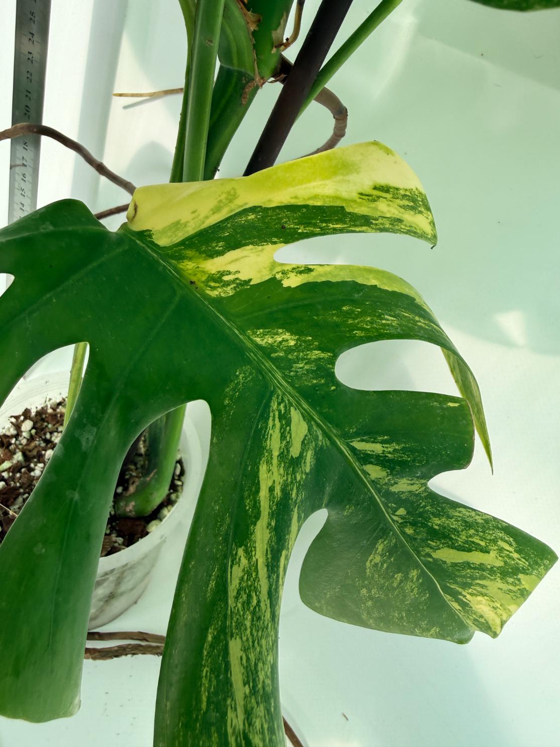 Monstera Variegata Aurea 8