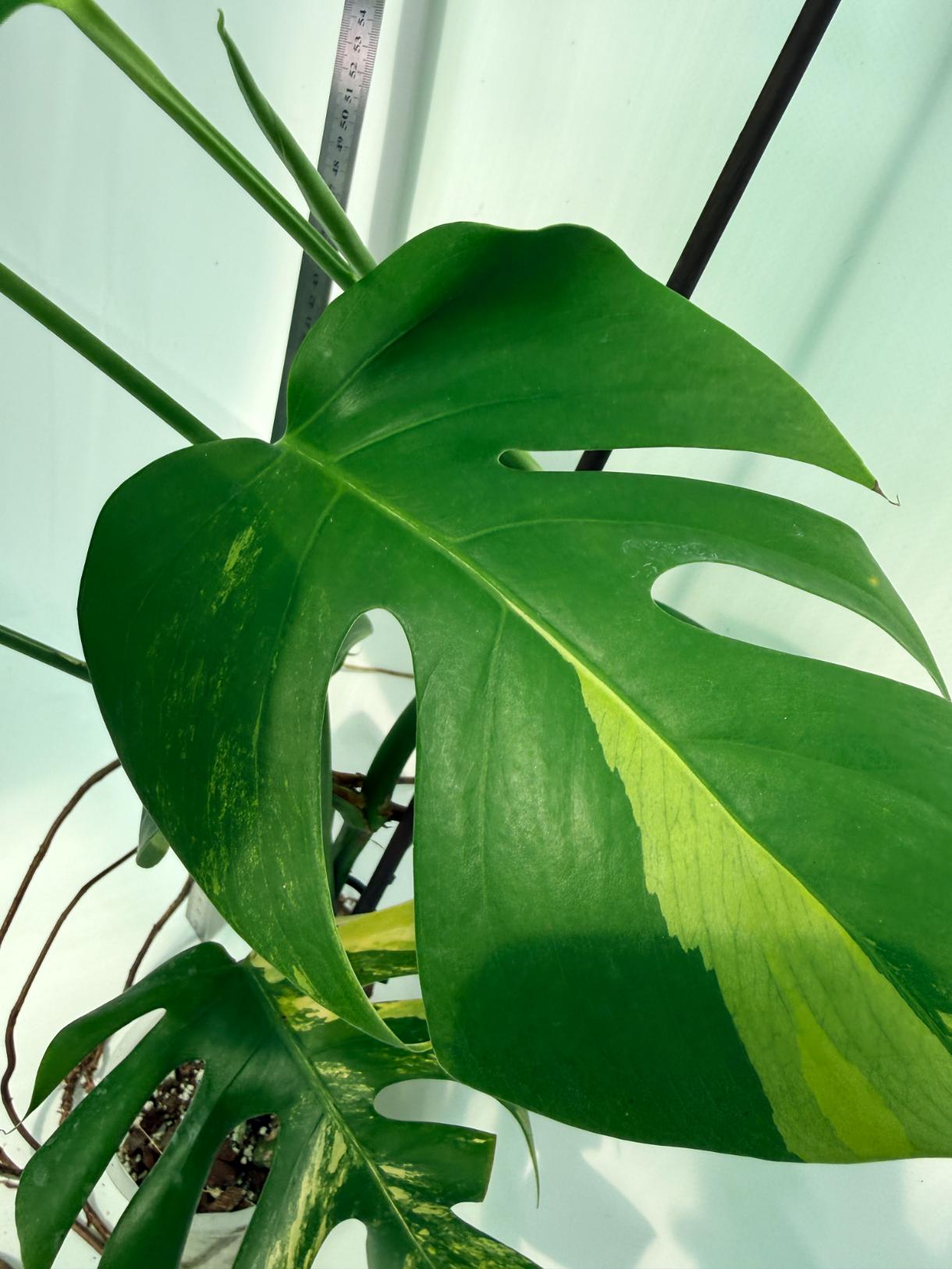 Monstera Variegata Aurea 7