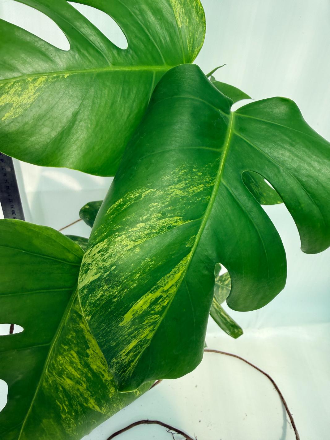 Monstera Variegata Aurea 9