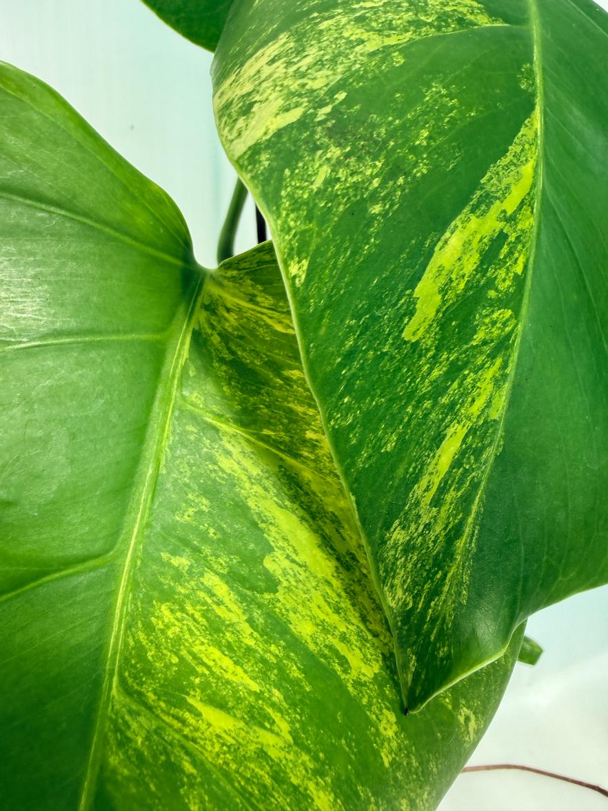 Monstera Variegata Aurea 2
