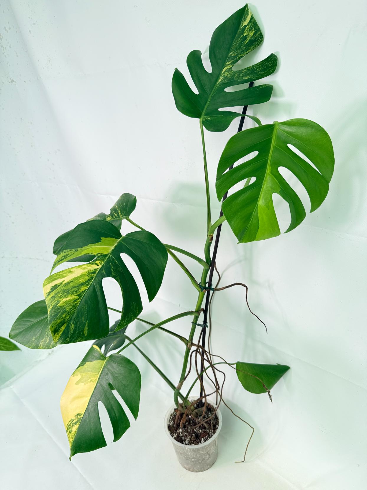 Monstera Variegata Aurea 9
