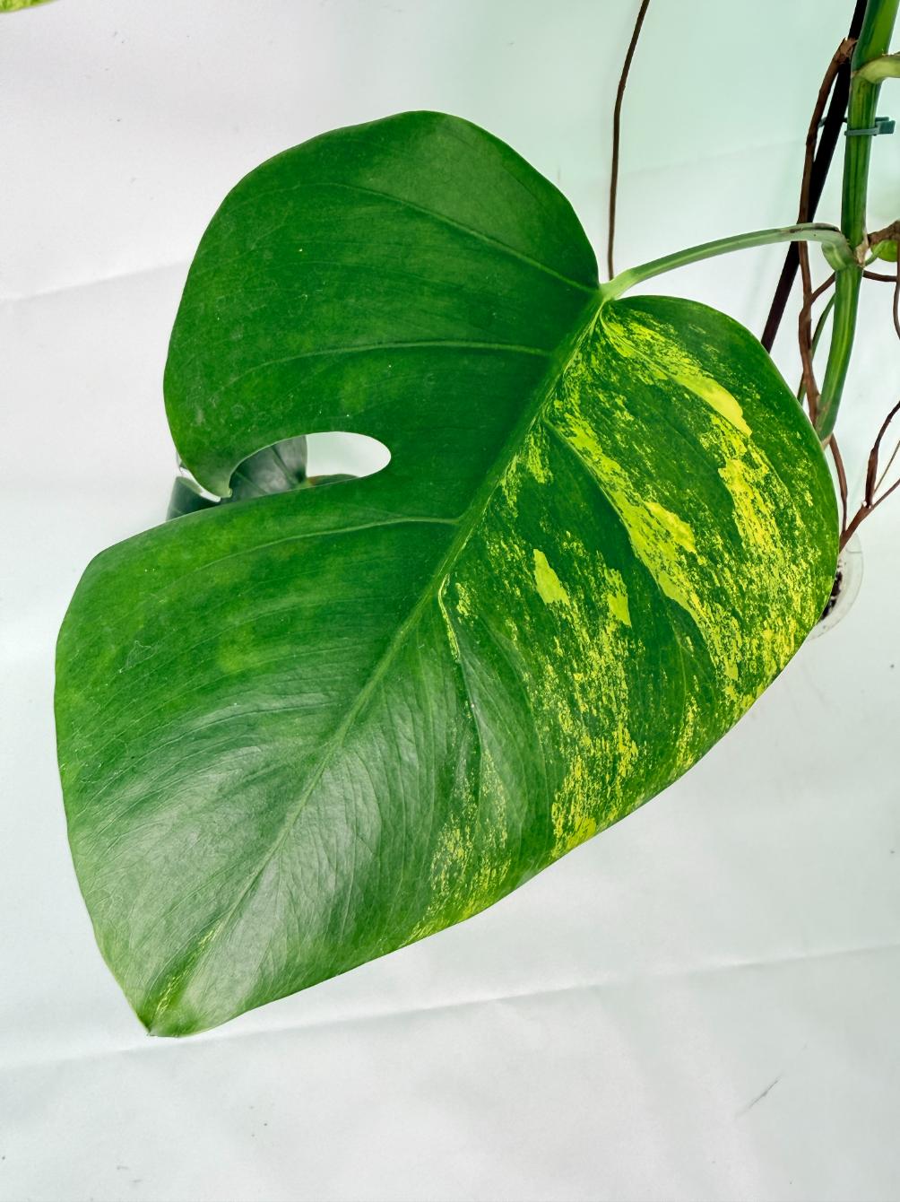 Monstera Variegata Aurea 3