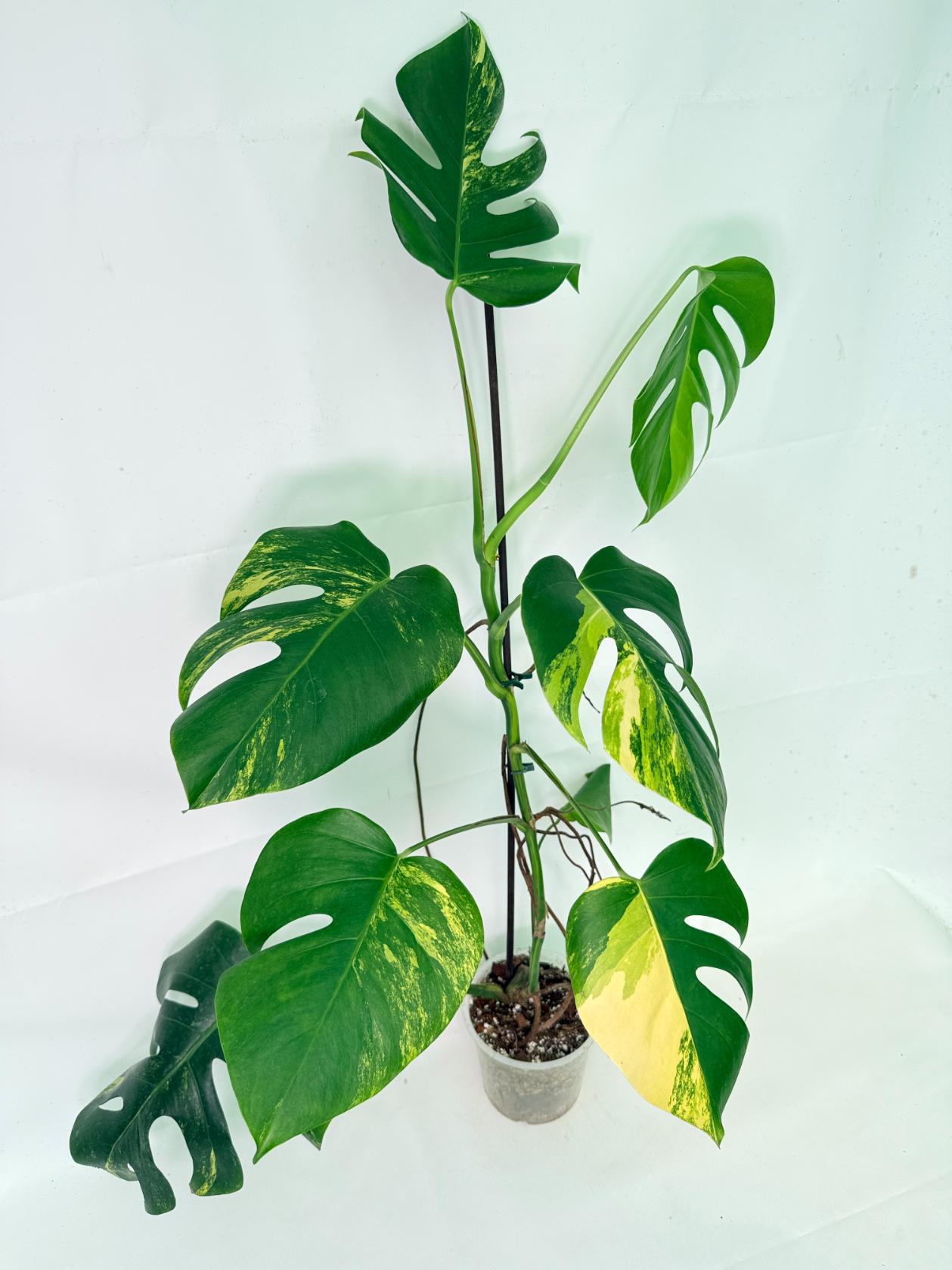 Monstera Variegata Aurea 7