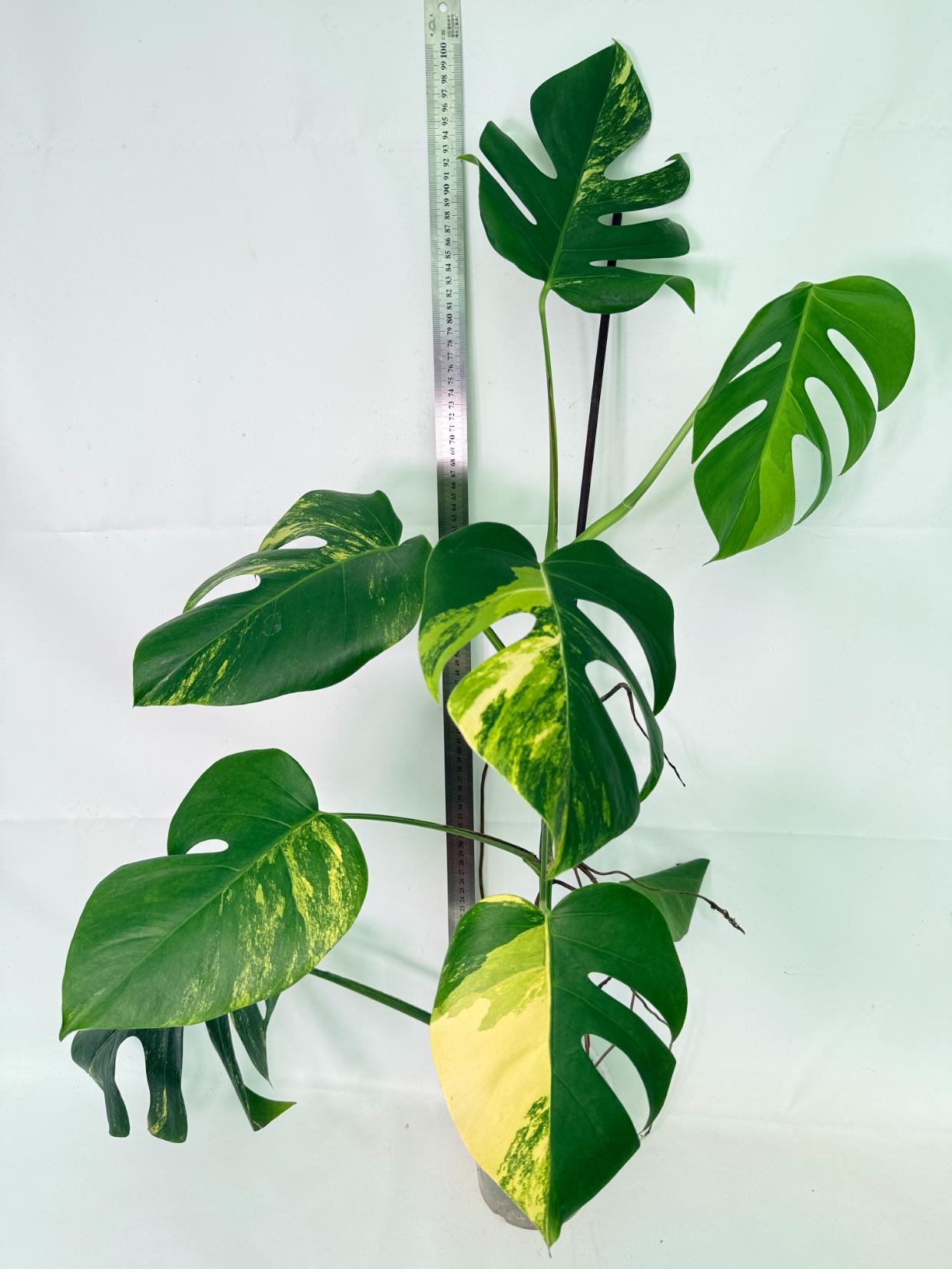Monstera Variegata Aurea 1