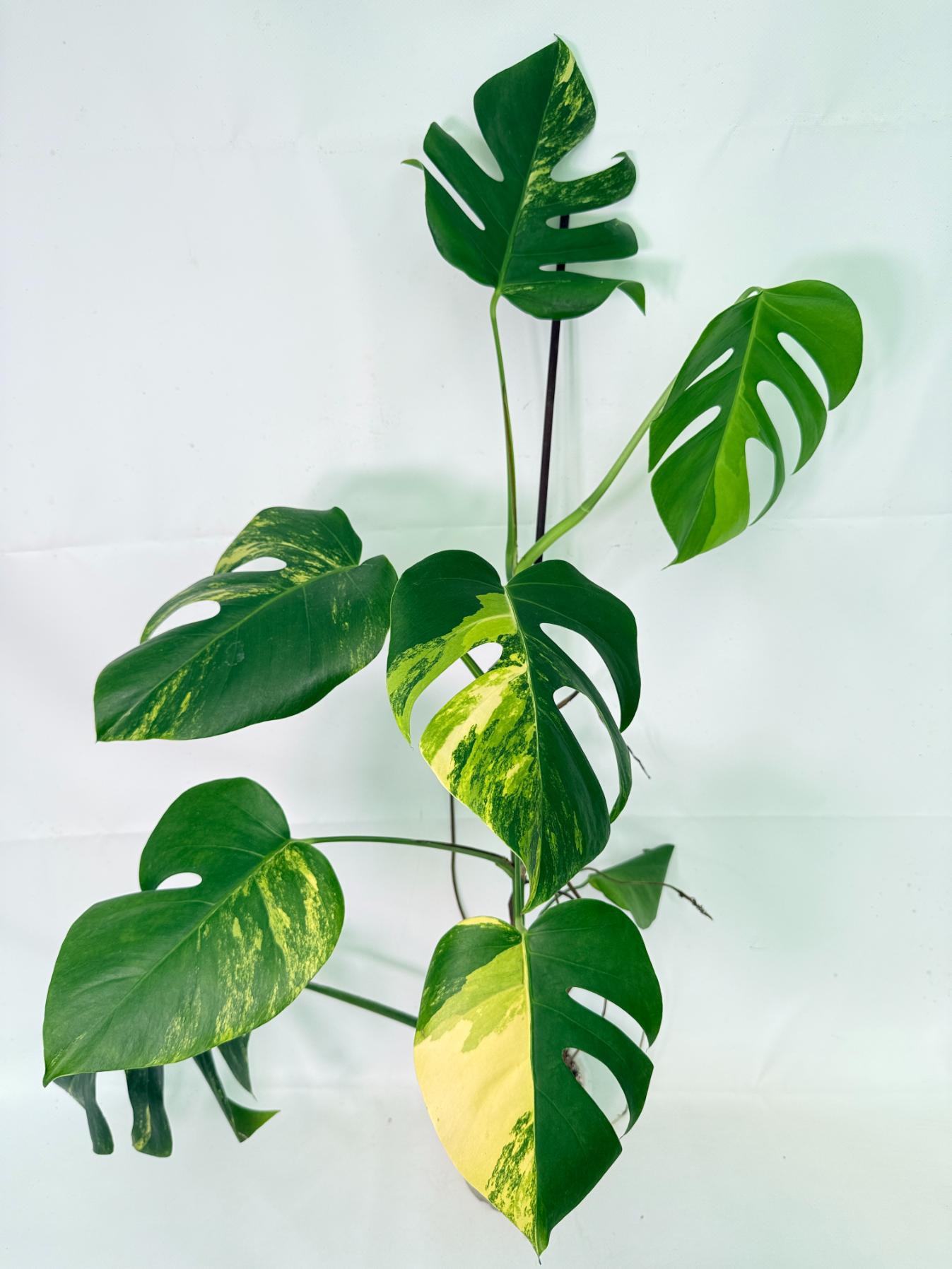 Monstera Variegata Aurea 5