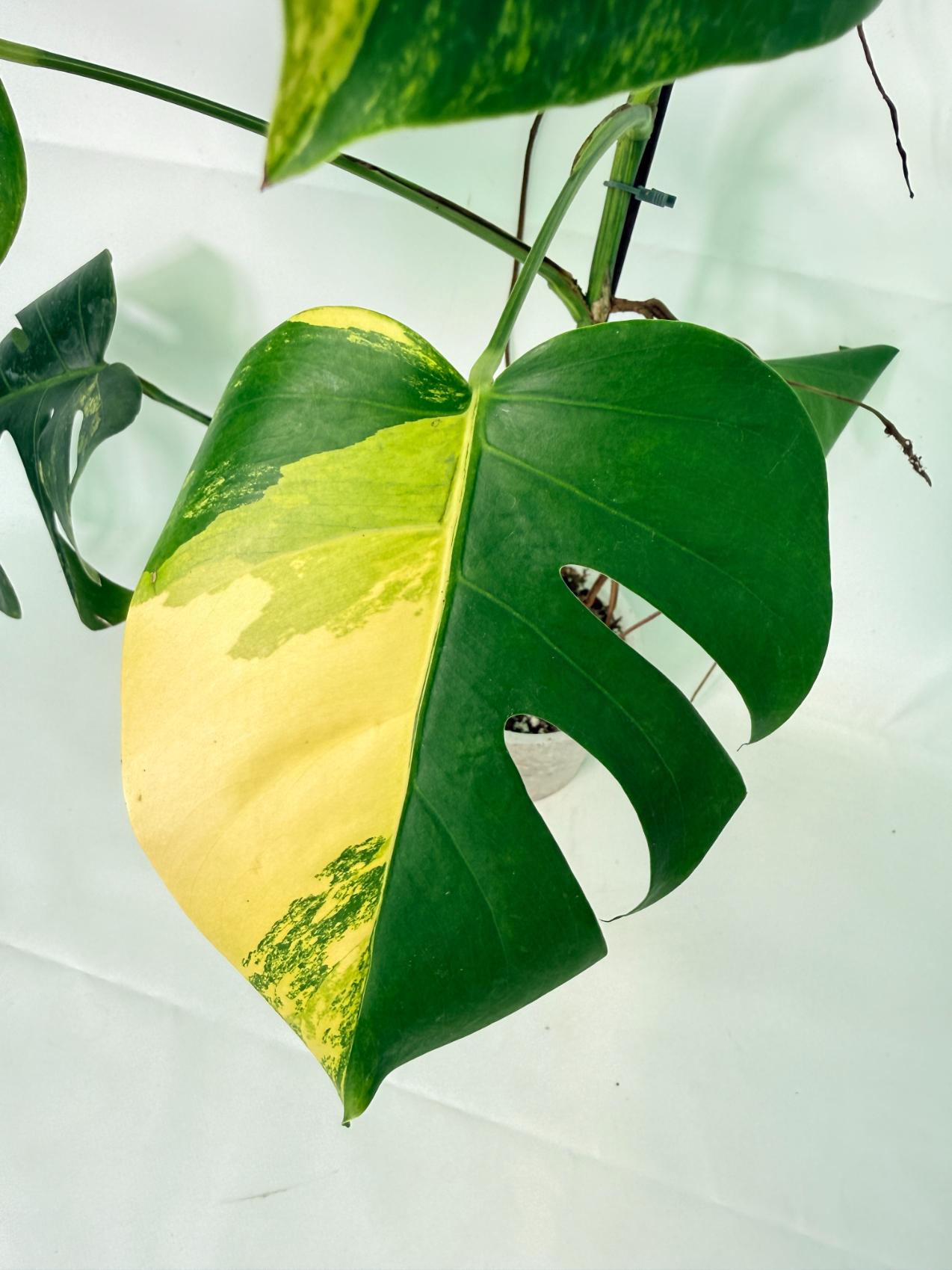 Monstera Variegata Aurea 4