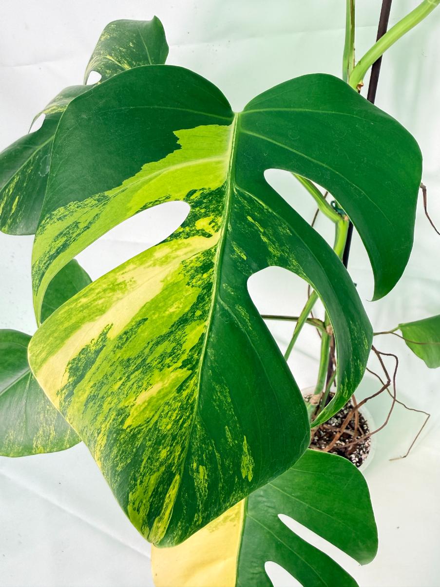 Monstera Variegata Aurea 2