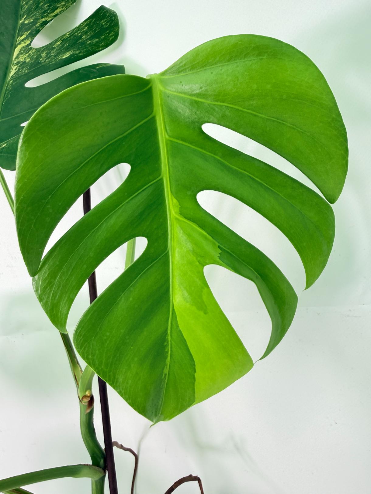 Monstera Variegata Aurea 6