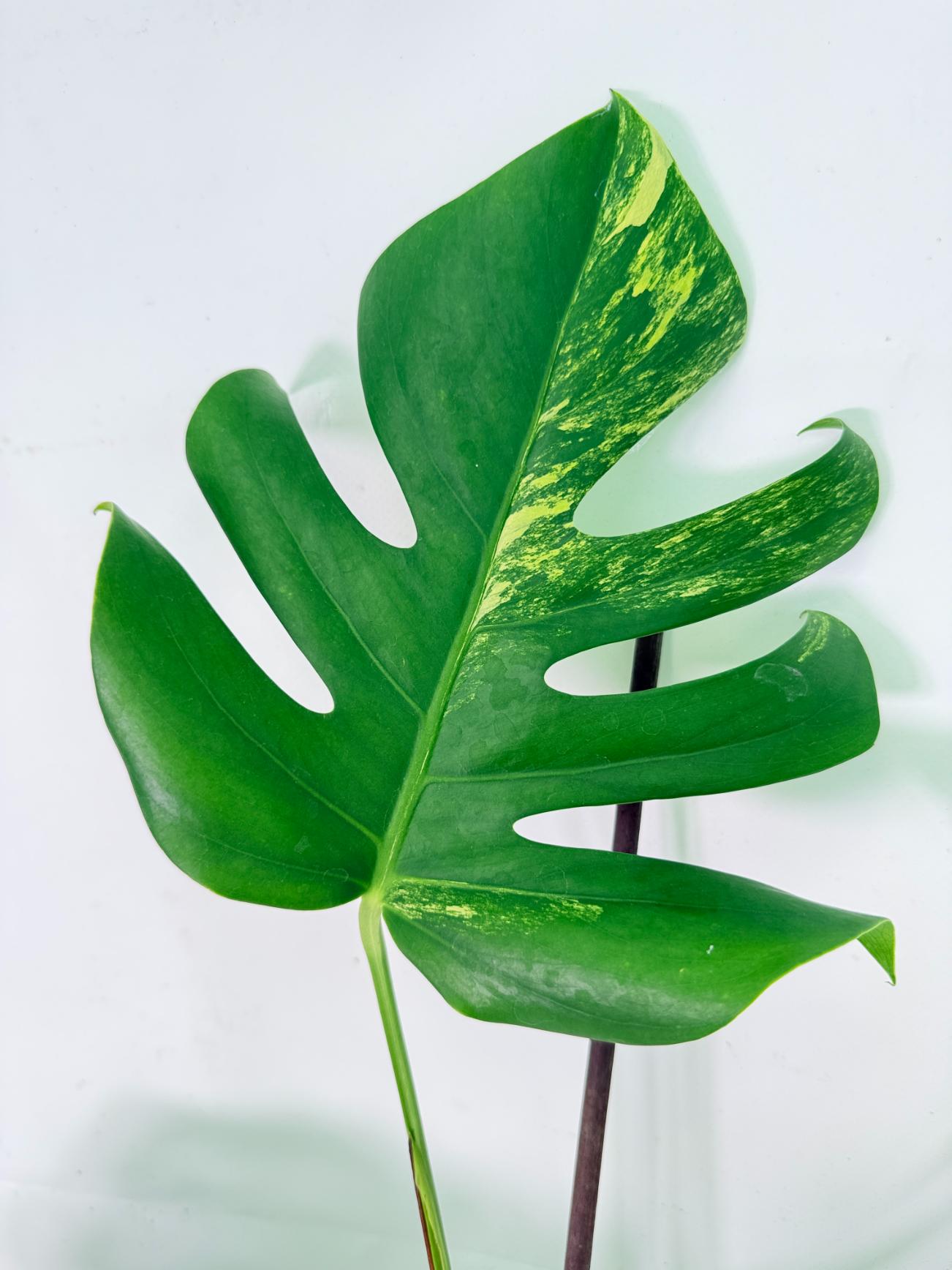 Monstera Variegata Aurea 8