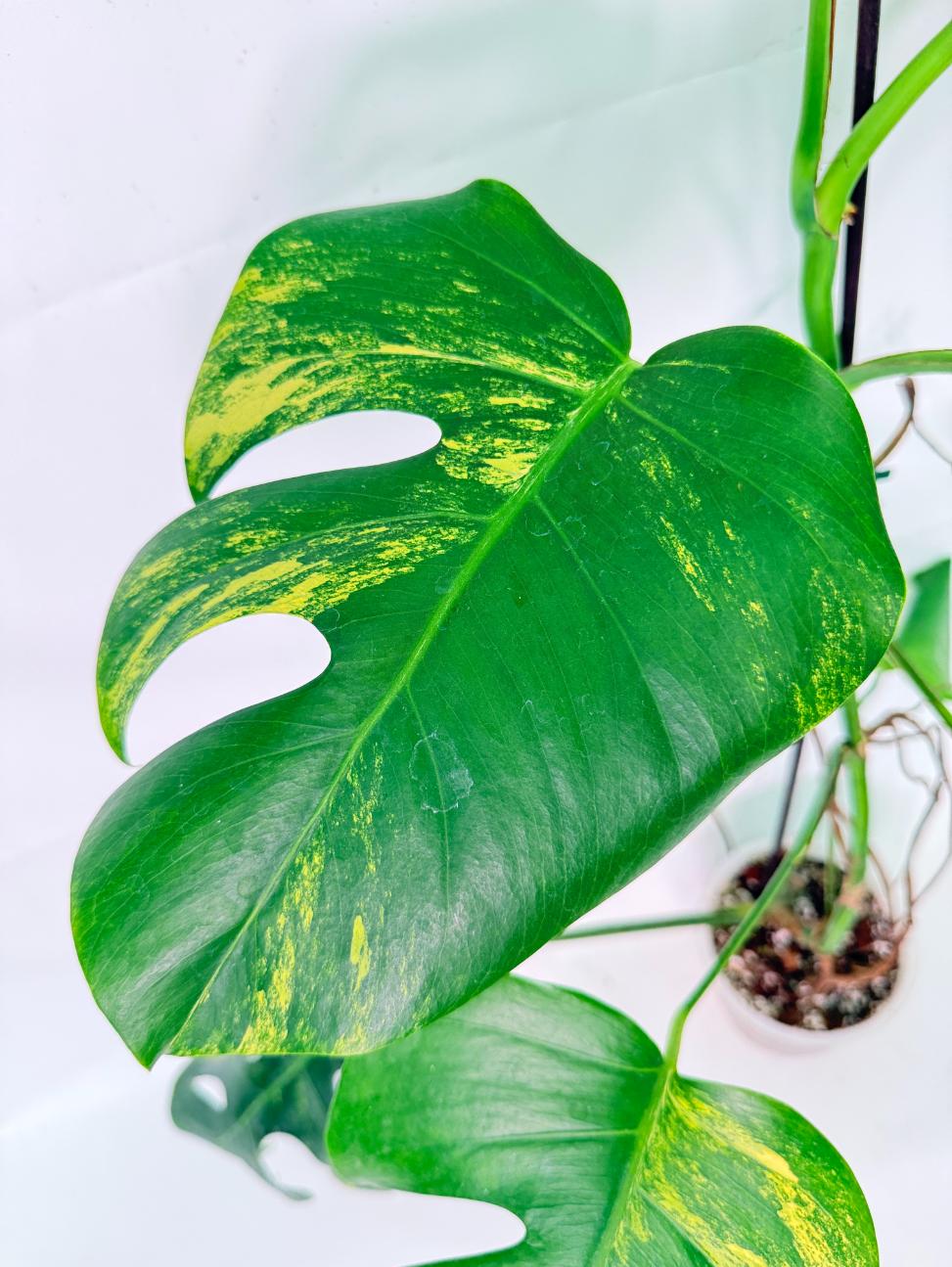 Monstera Variegata Aurea 10