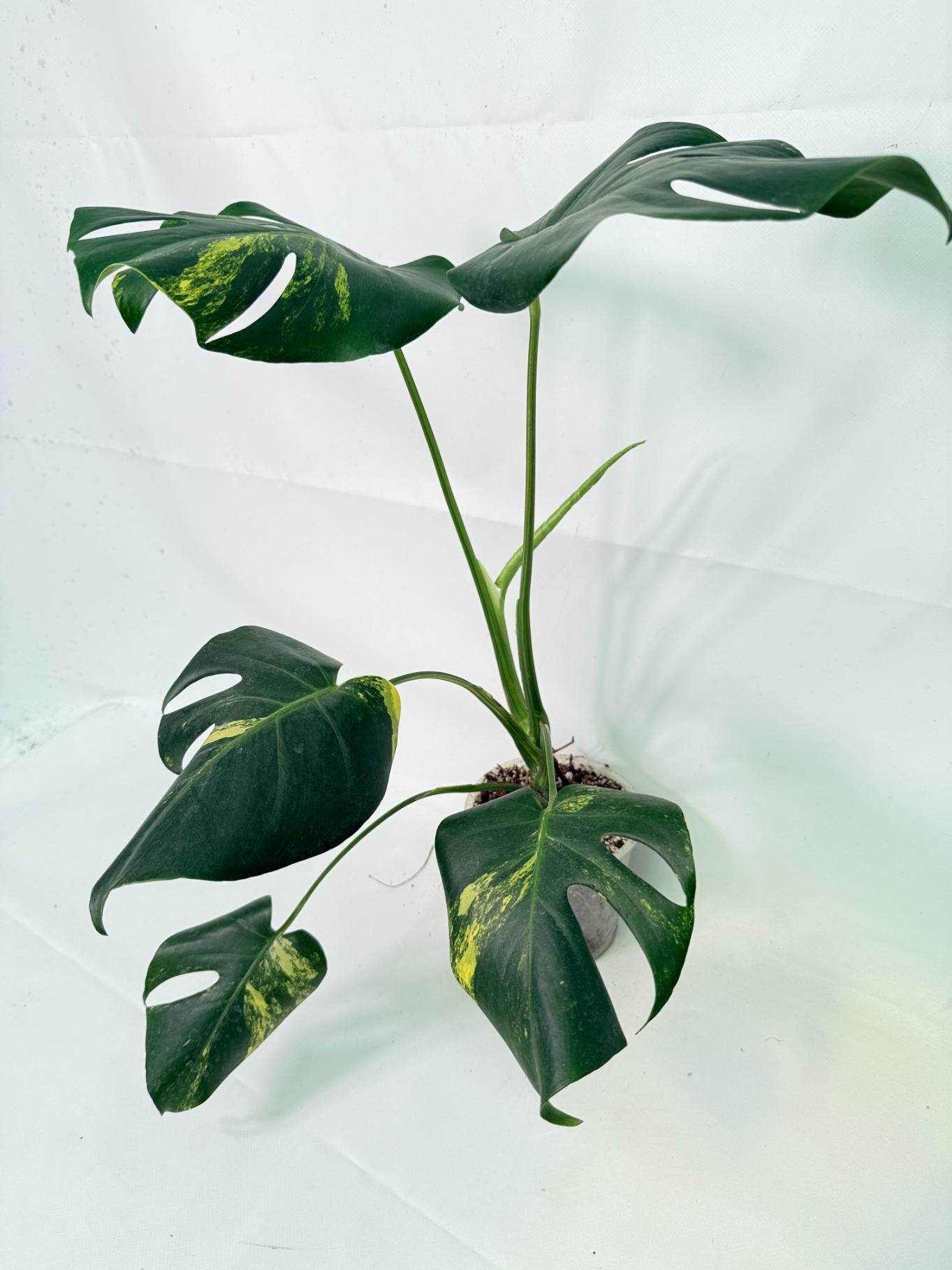Monstera Variegata Aurea 3