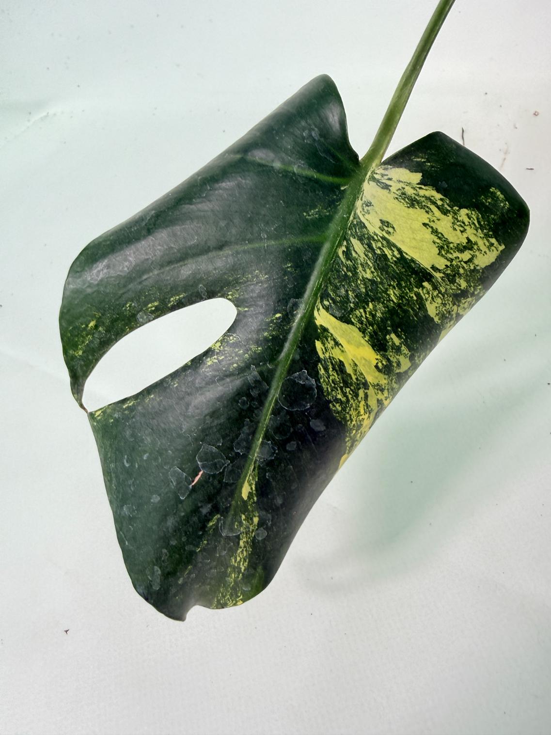 Monstera Variegata Aurea 2