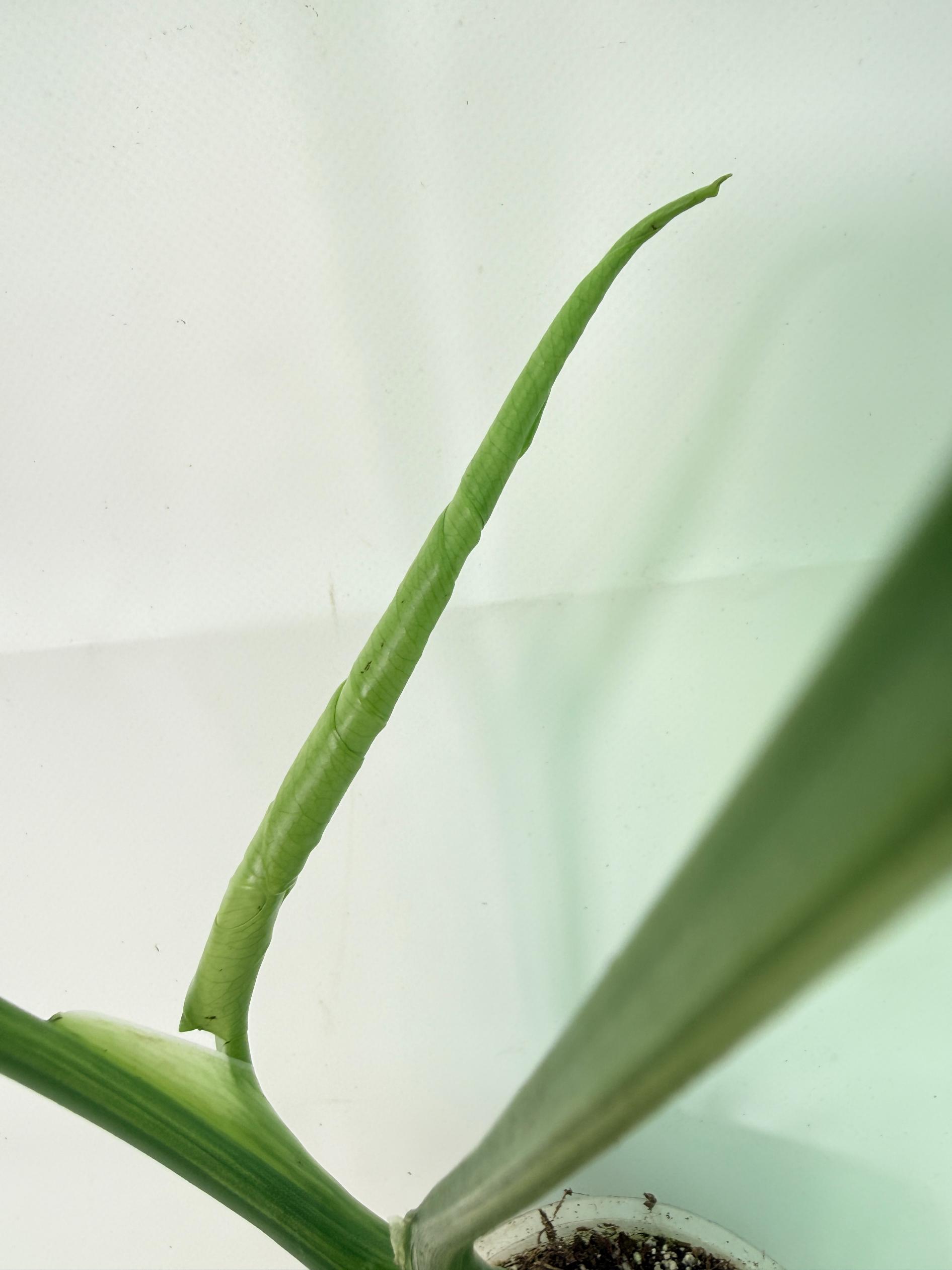 Monstera Variegata Aurea 10