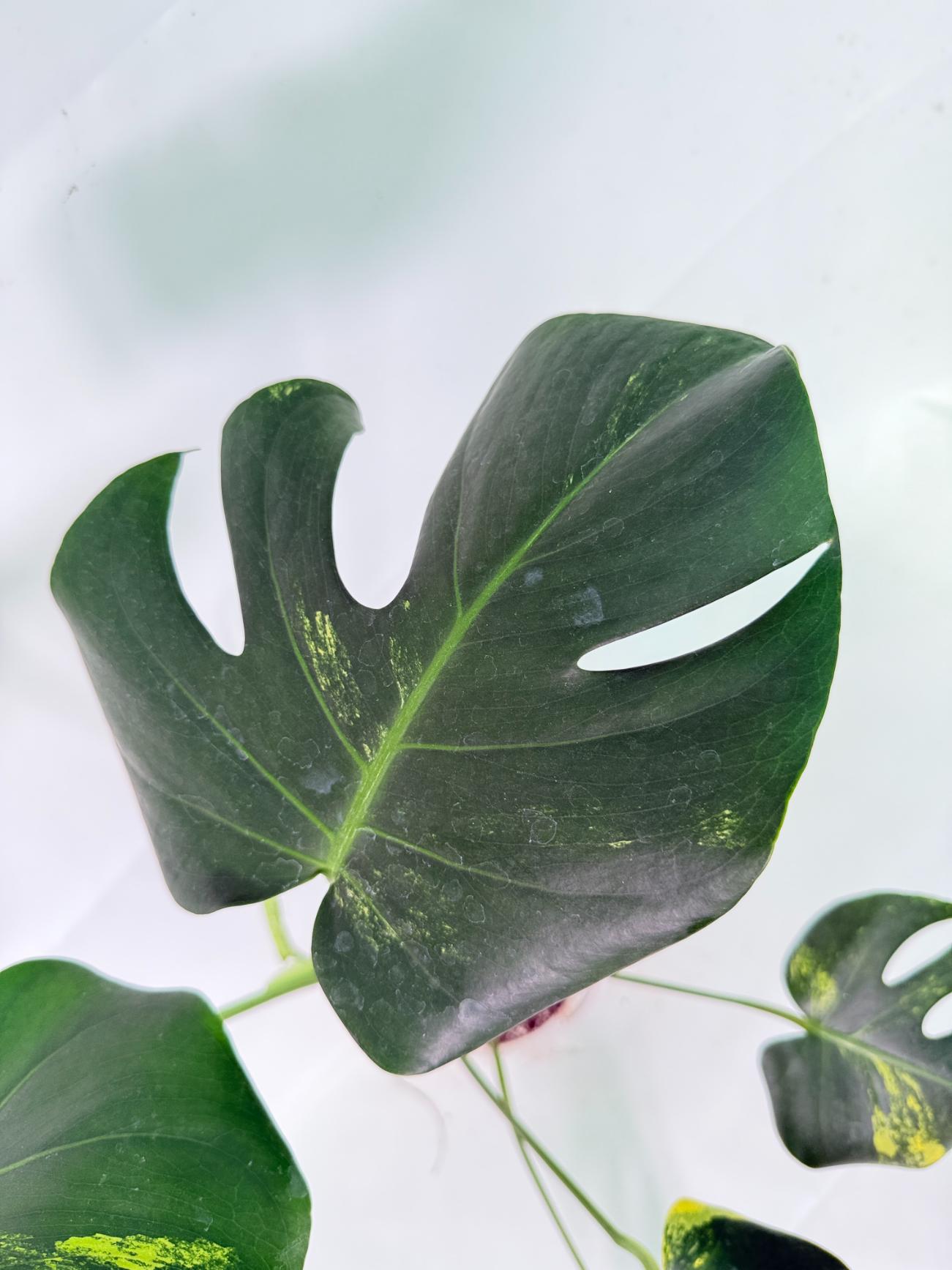 Monstera Variegata Aurea 11