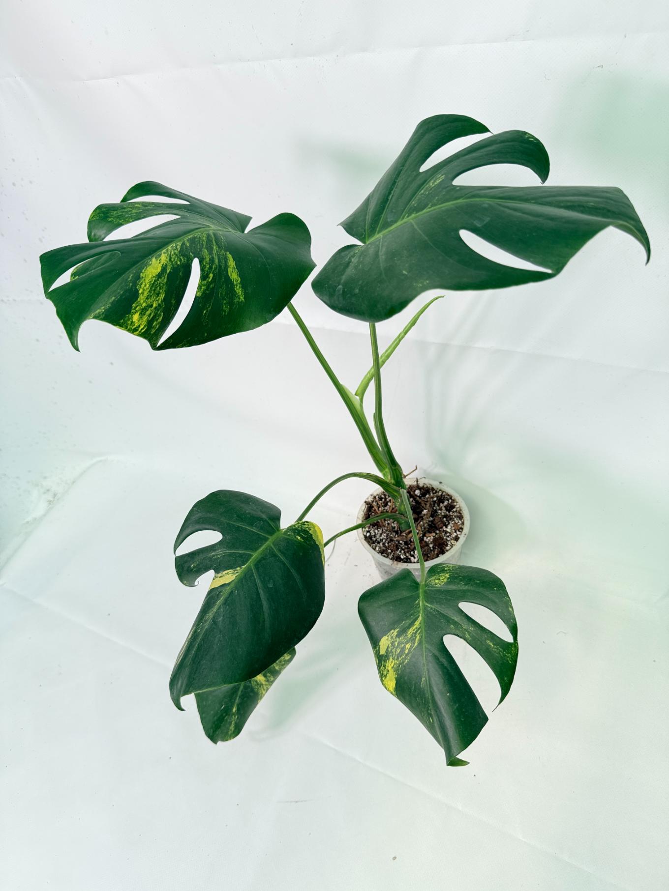 Monstera Variegata Aurea 5