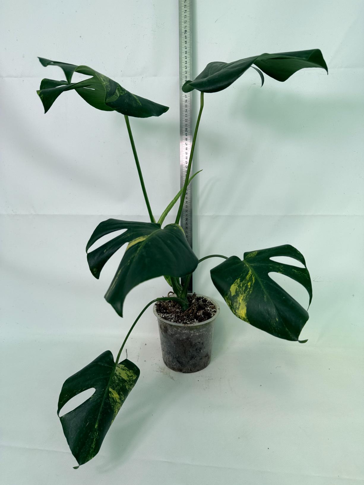 Monstera Variegata Aurea 6