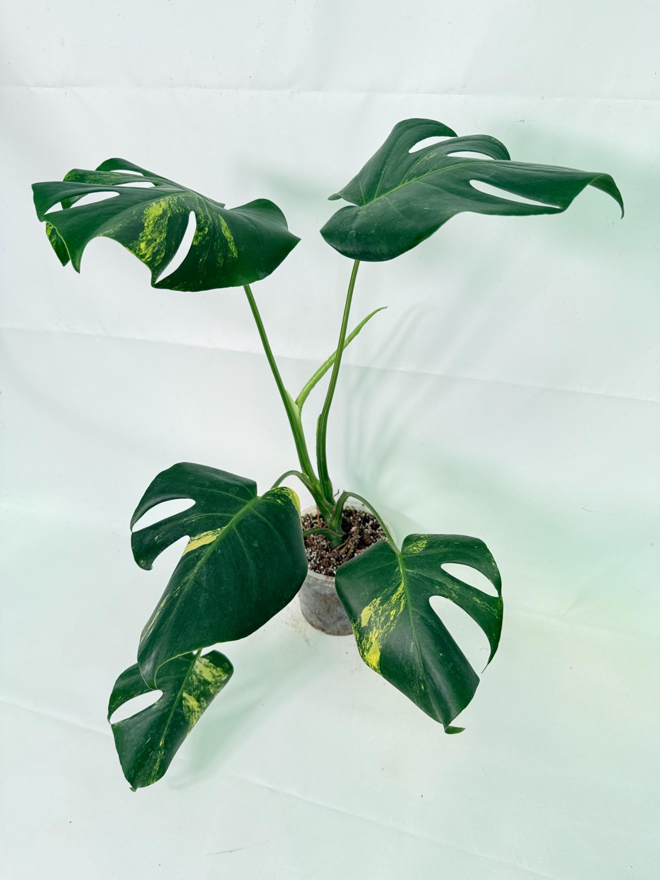 Monstera Variegata Aurea 8