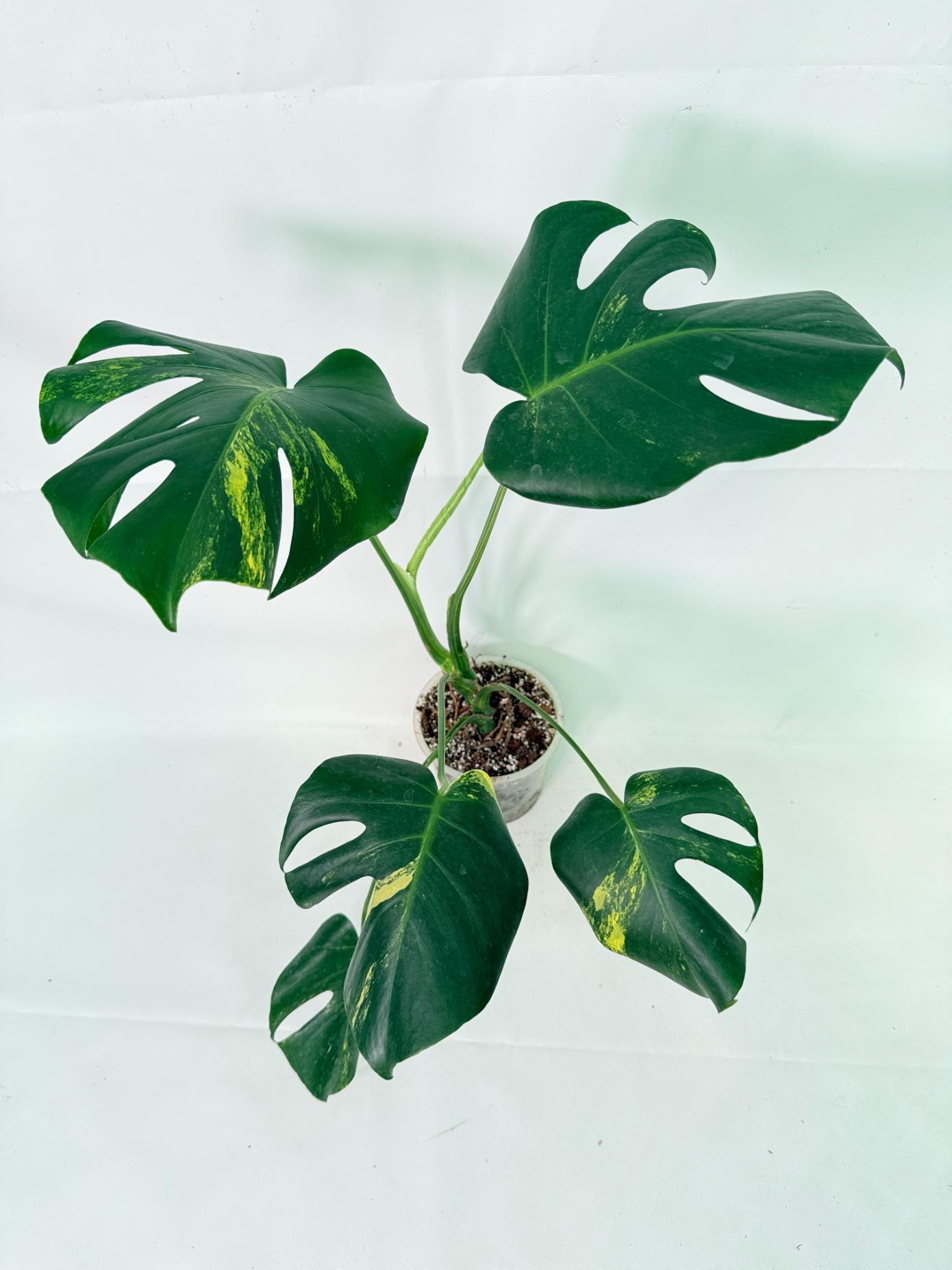 Monstera Variegata Aurea 1
