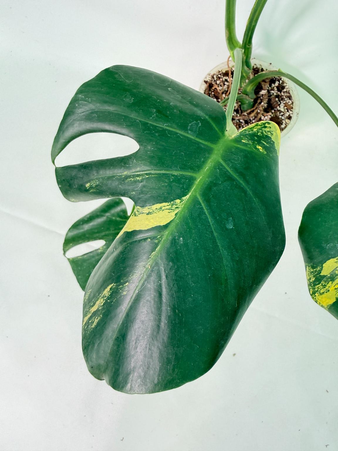 Monstera Variegata Aurea 4