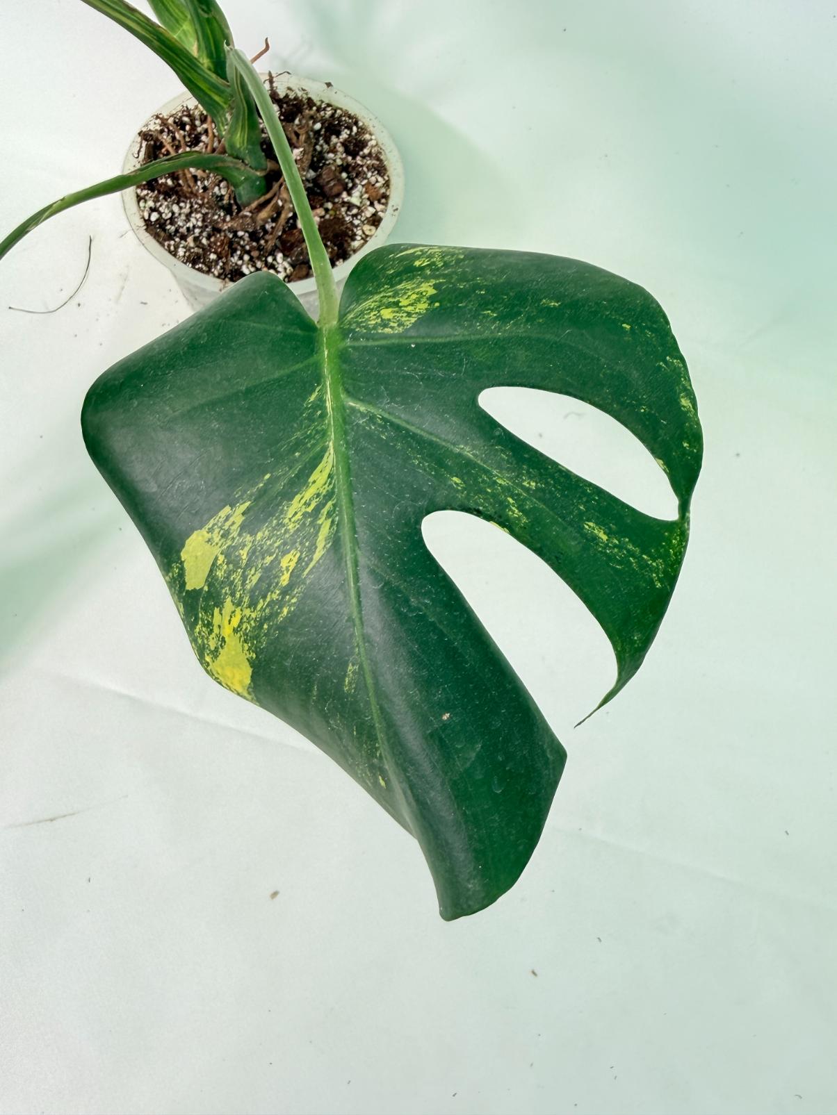 Monstera Variegata Aurea 9