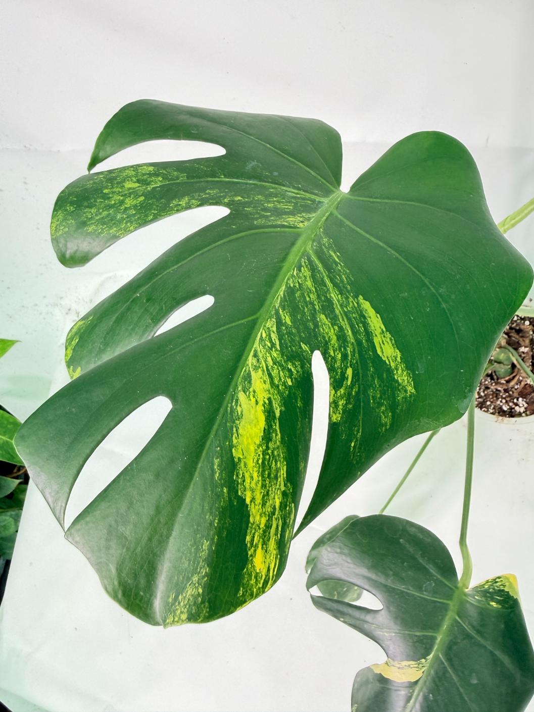 Monstera Variegata Aurea 7
