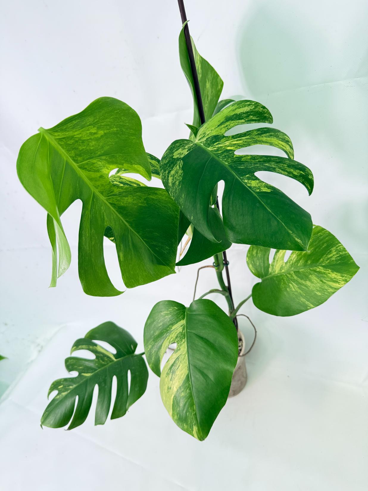Monstera Variegata Aurea 3