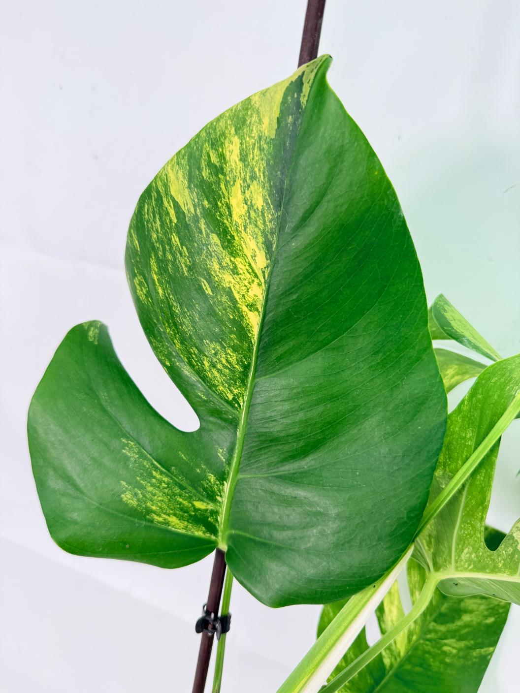 Monstera Variegata Aurea 