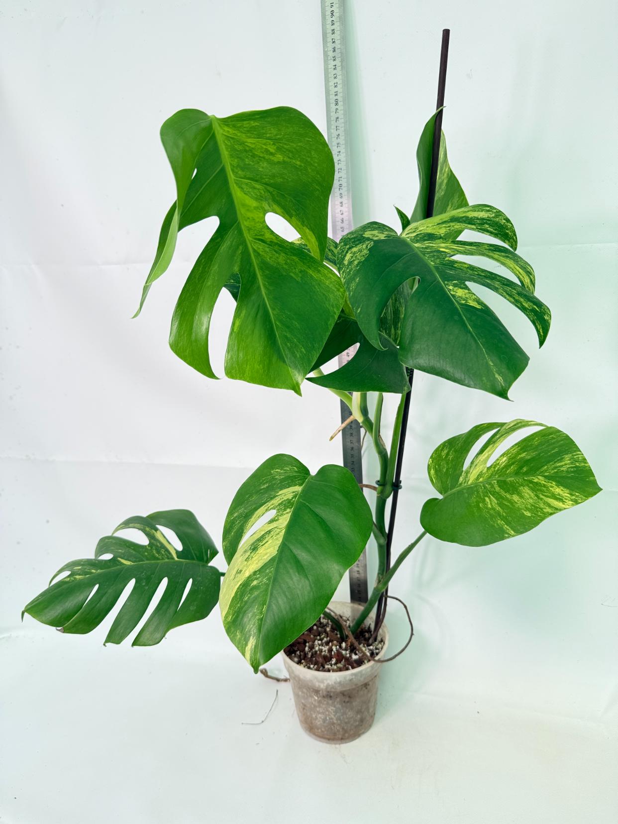 Monstera Variegata Aurea 5
