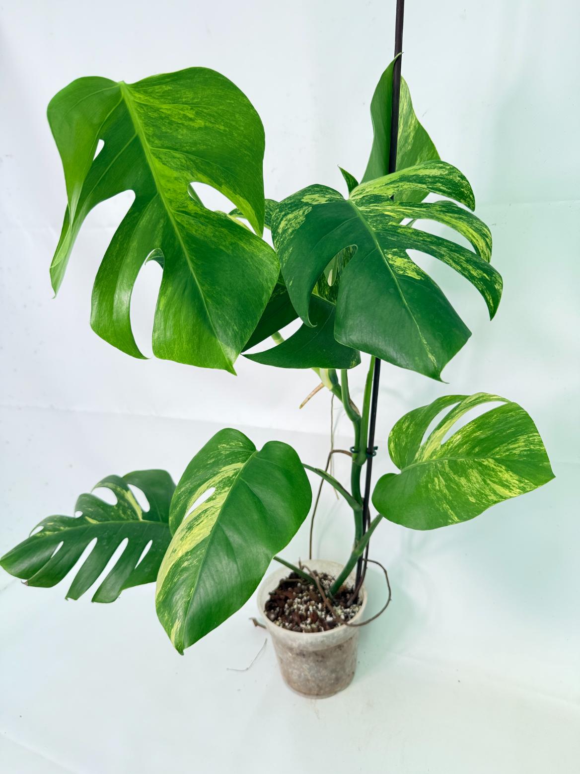 Monstera Variegata Aurea 1