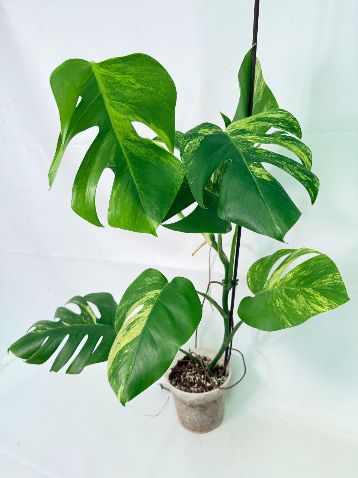 Monstera Variegata Aurea 7