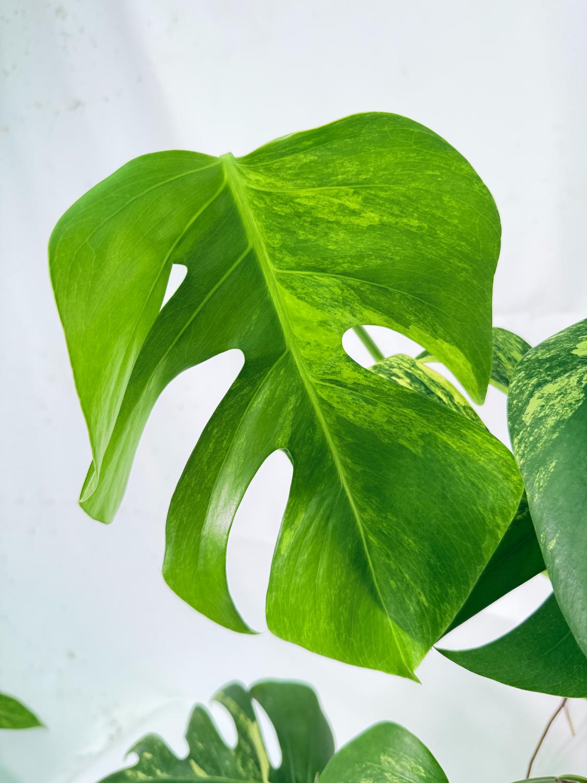 Monstera Variegata Aurea 6
