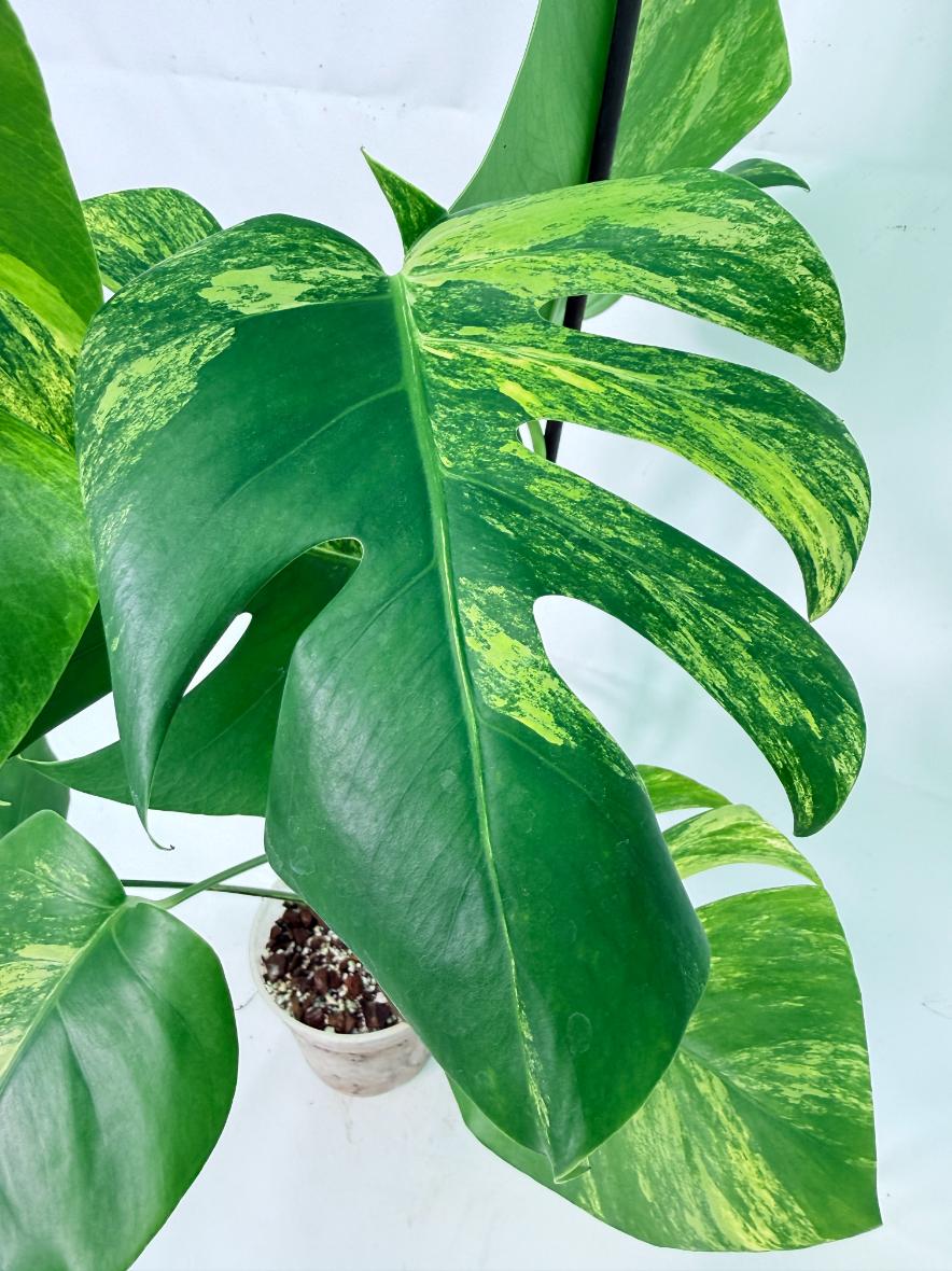 Monstera Variegata Aurea 9