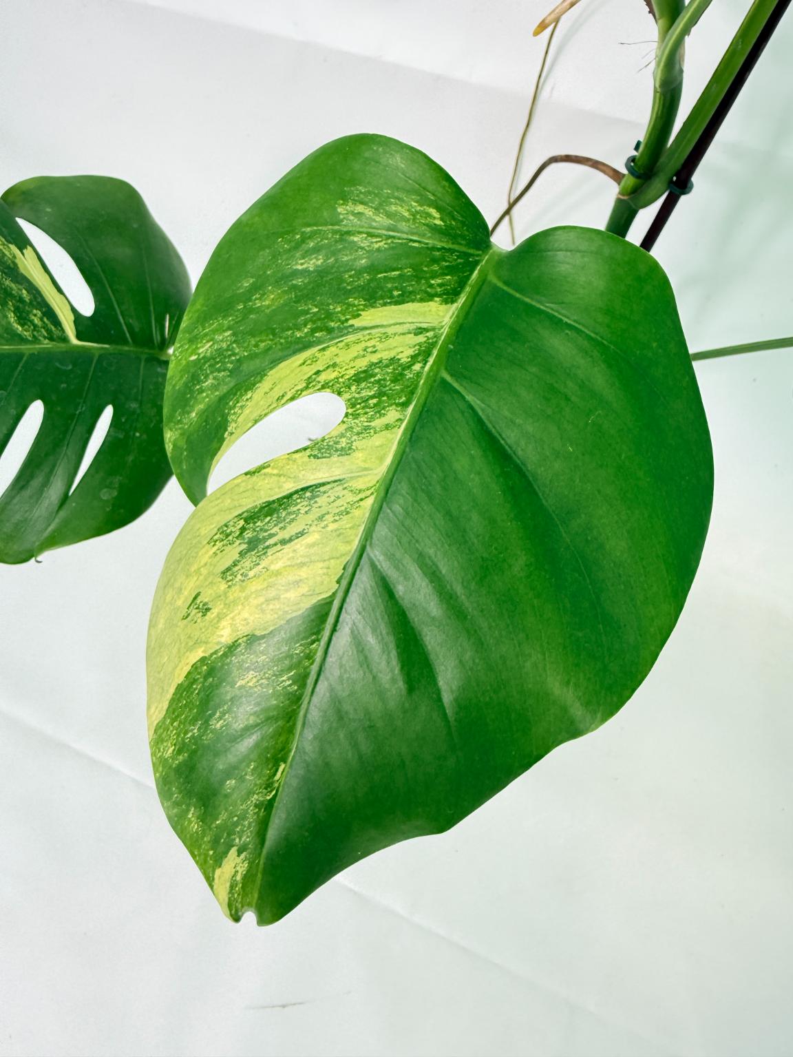 Monstera Variegata Aurea 2