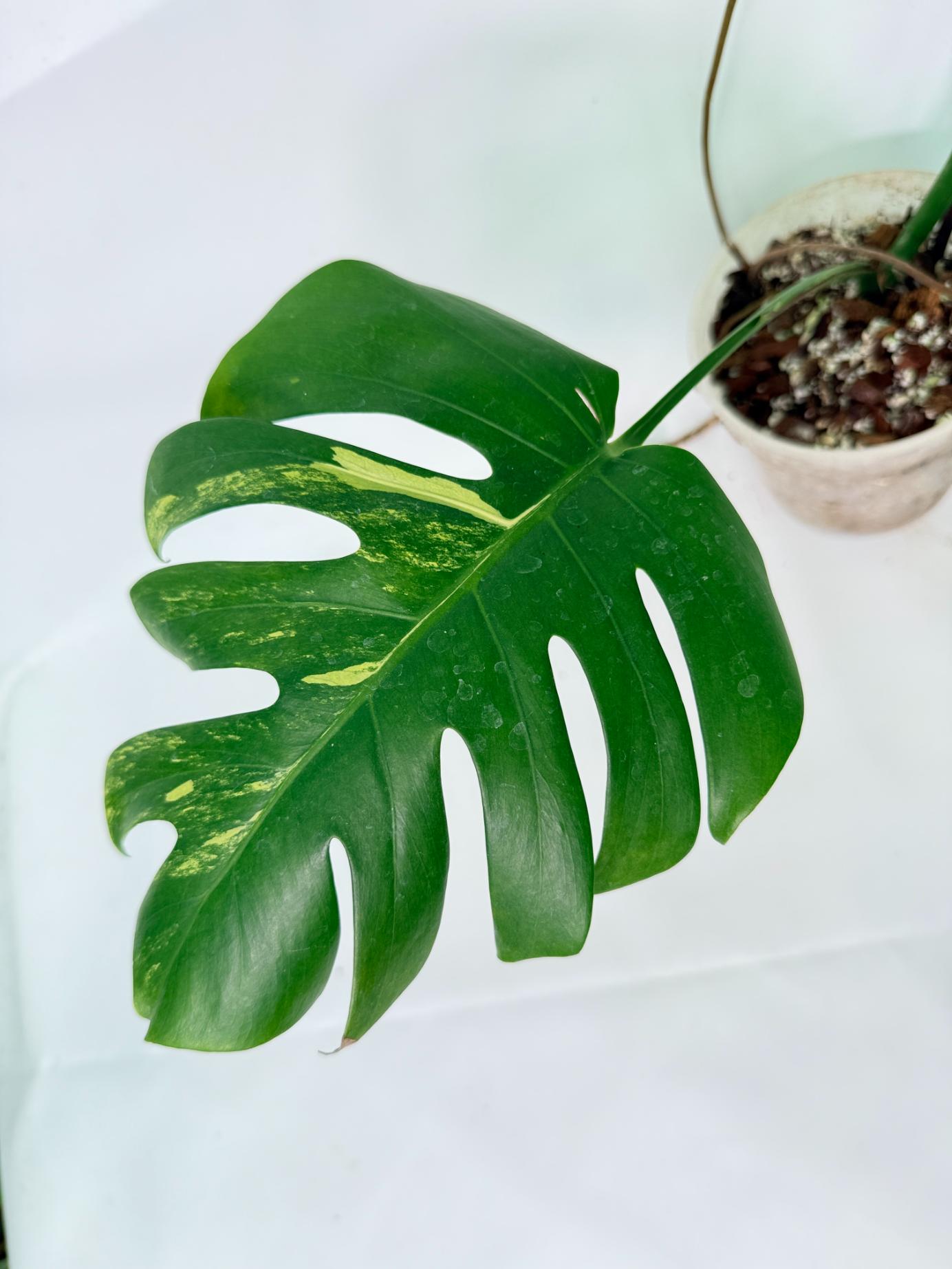 Monstera Variegata Aurea 8