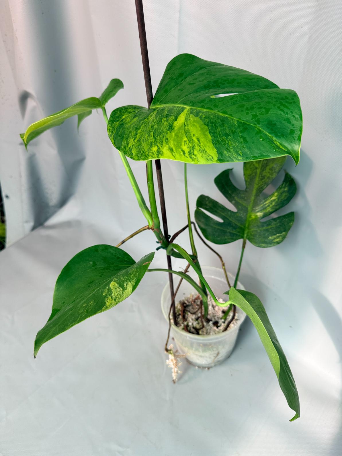 Monstera Variegata Aurea XL 01