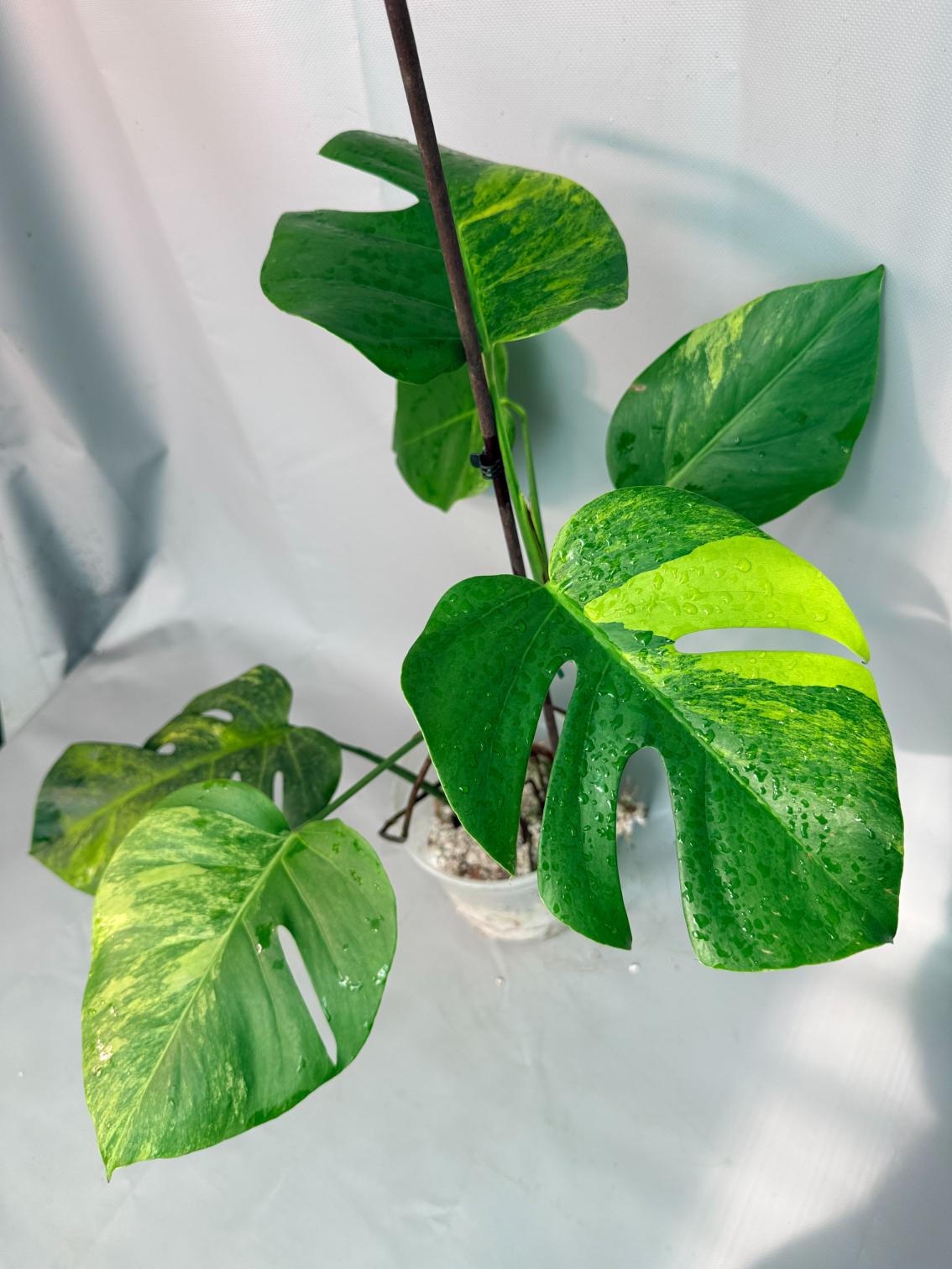 Monstera Variegata Aurea XL 03