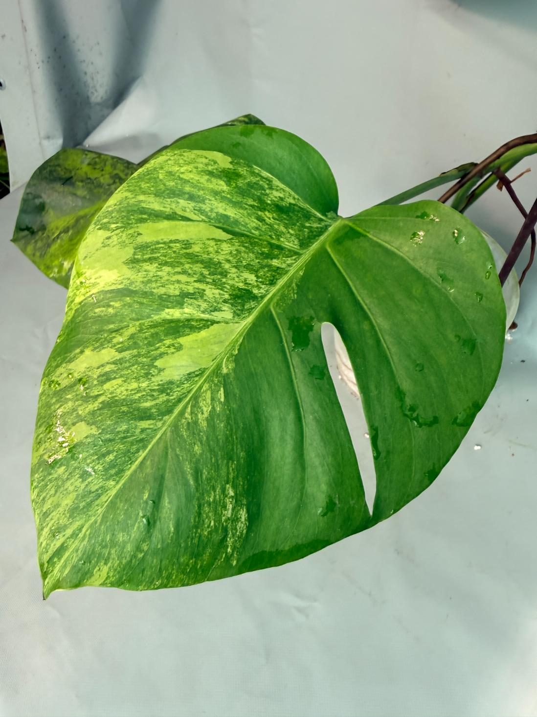 Monstera Variegata Aurea XL 05