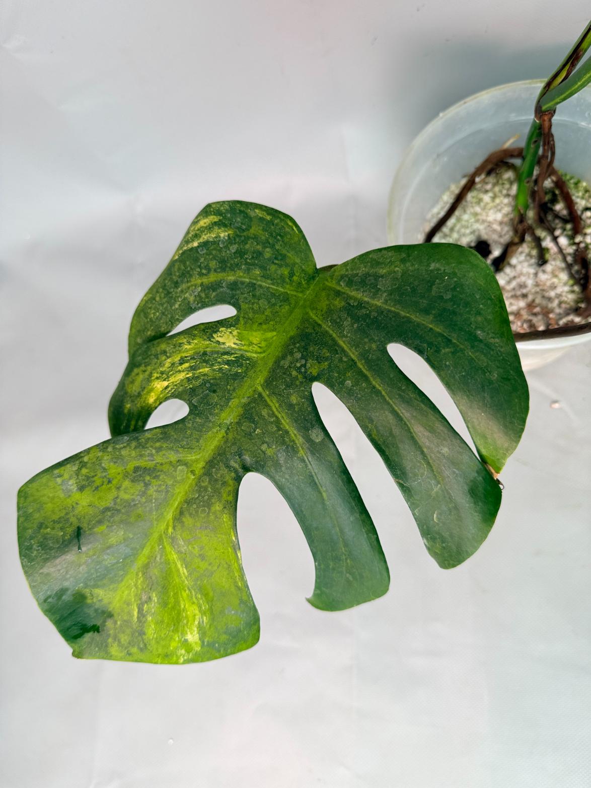 Monstera Variegata Aurea XL 06