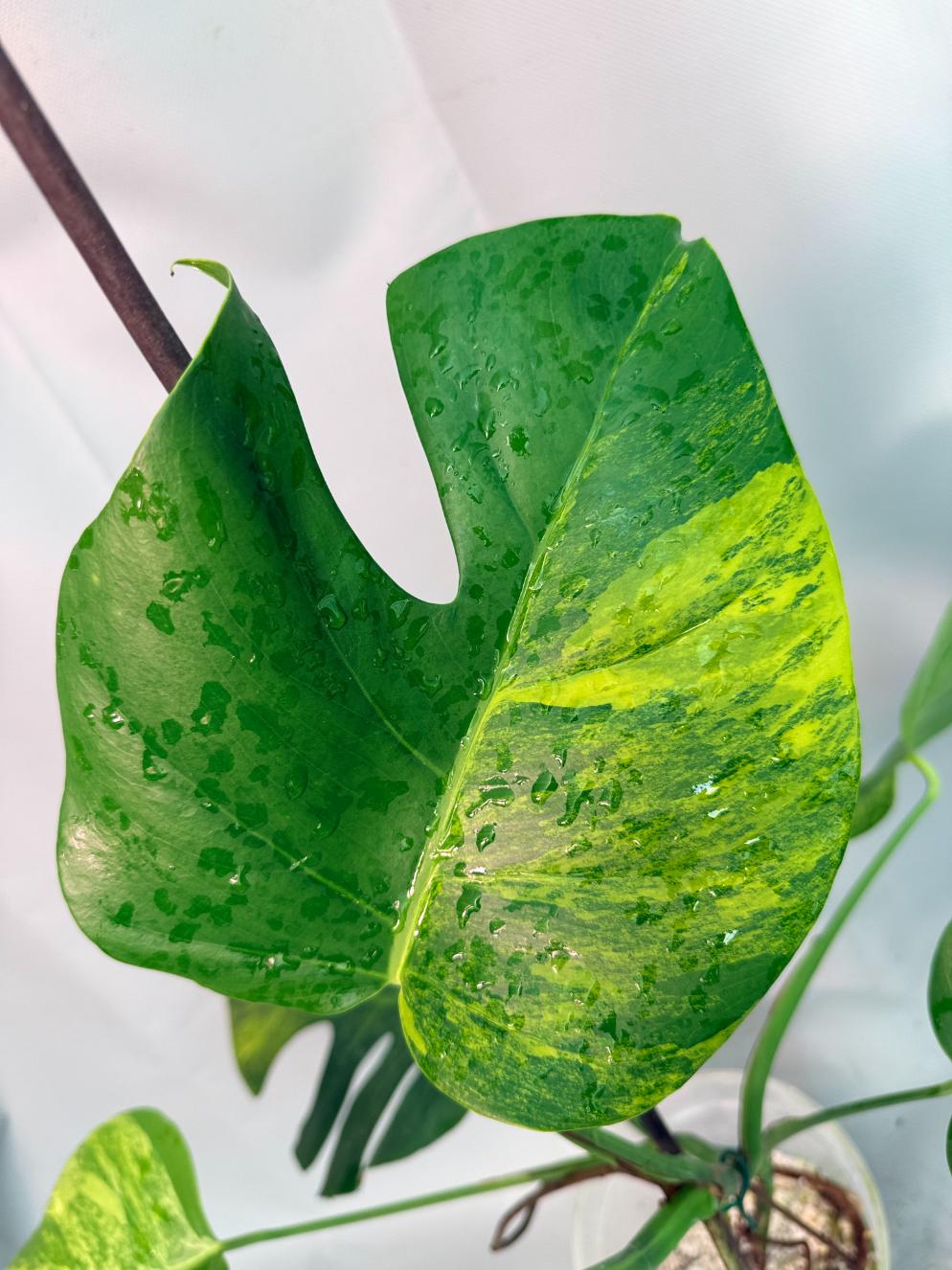 Monstera Variegata Aurea XL 07