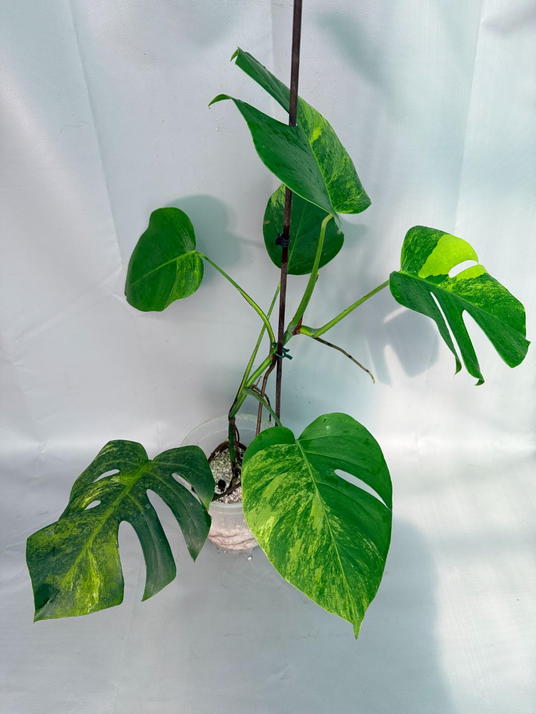 Monstera Variegata Aurea XL 08