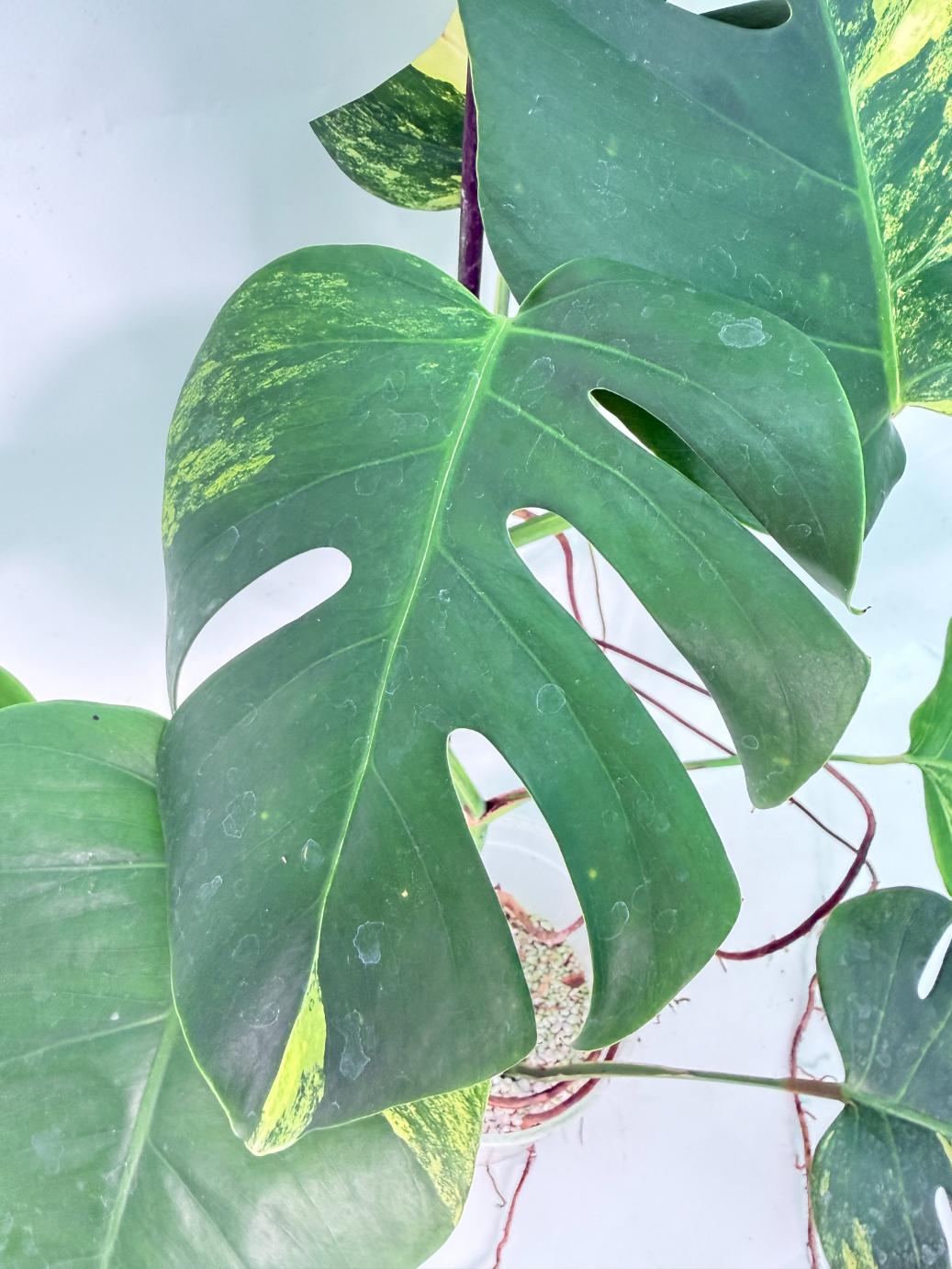Monstera Variegata Aurea XL 11