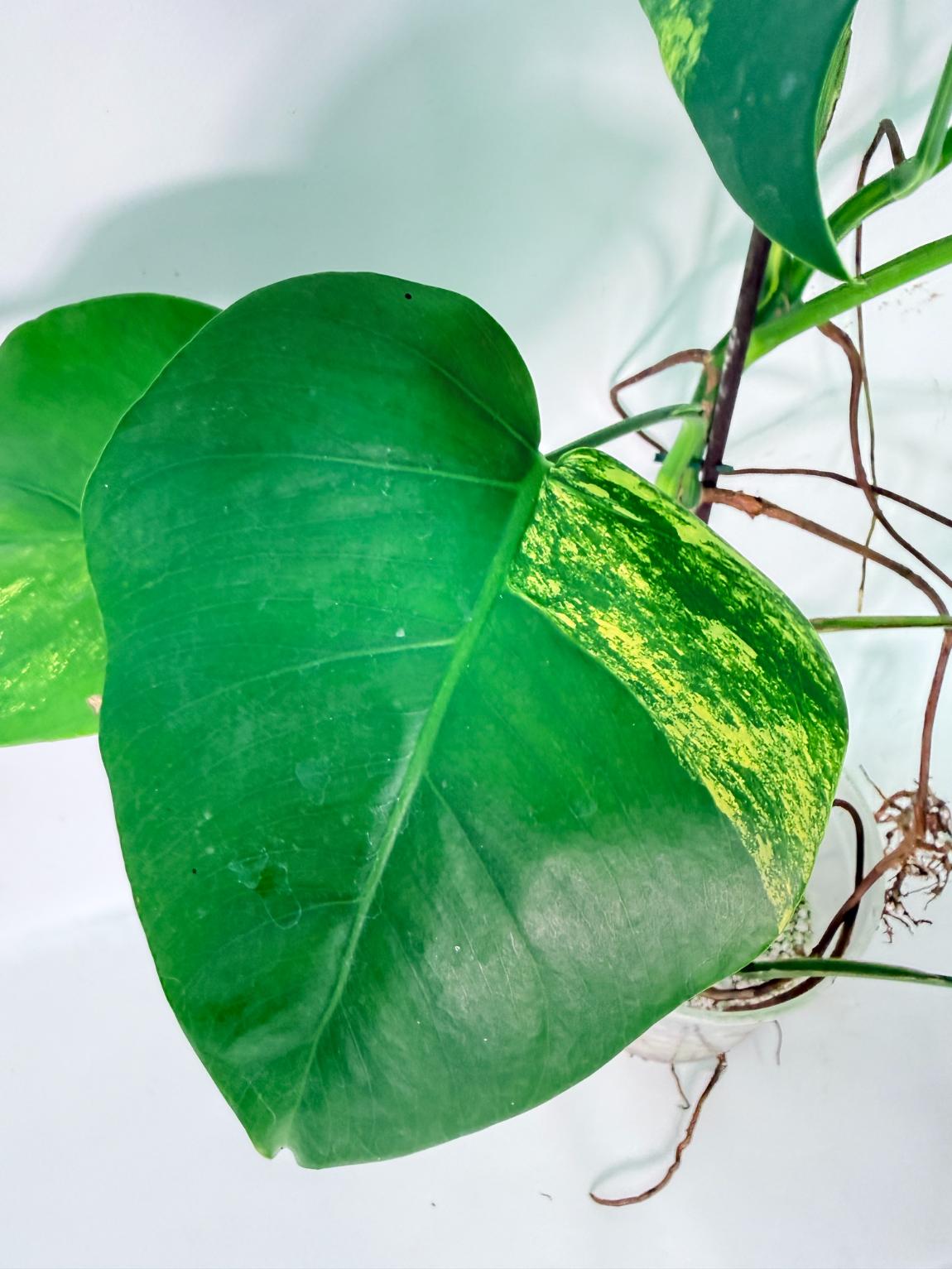 Monstera Variegata Aurea XL 12