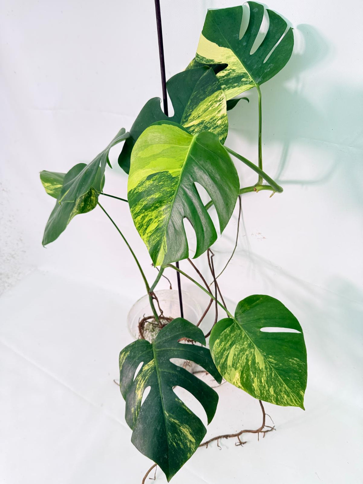 Monstera Variegata Aurea XL 10