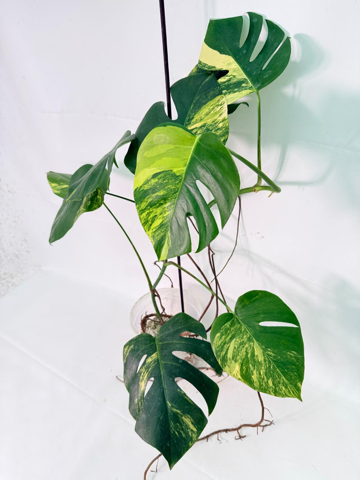 Monstera Variegata Aurea XL 07