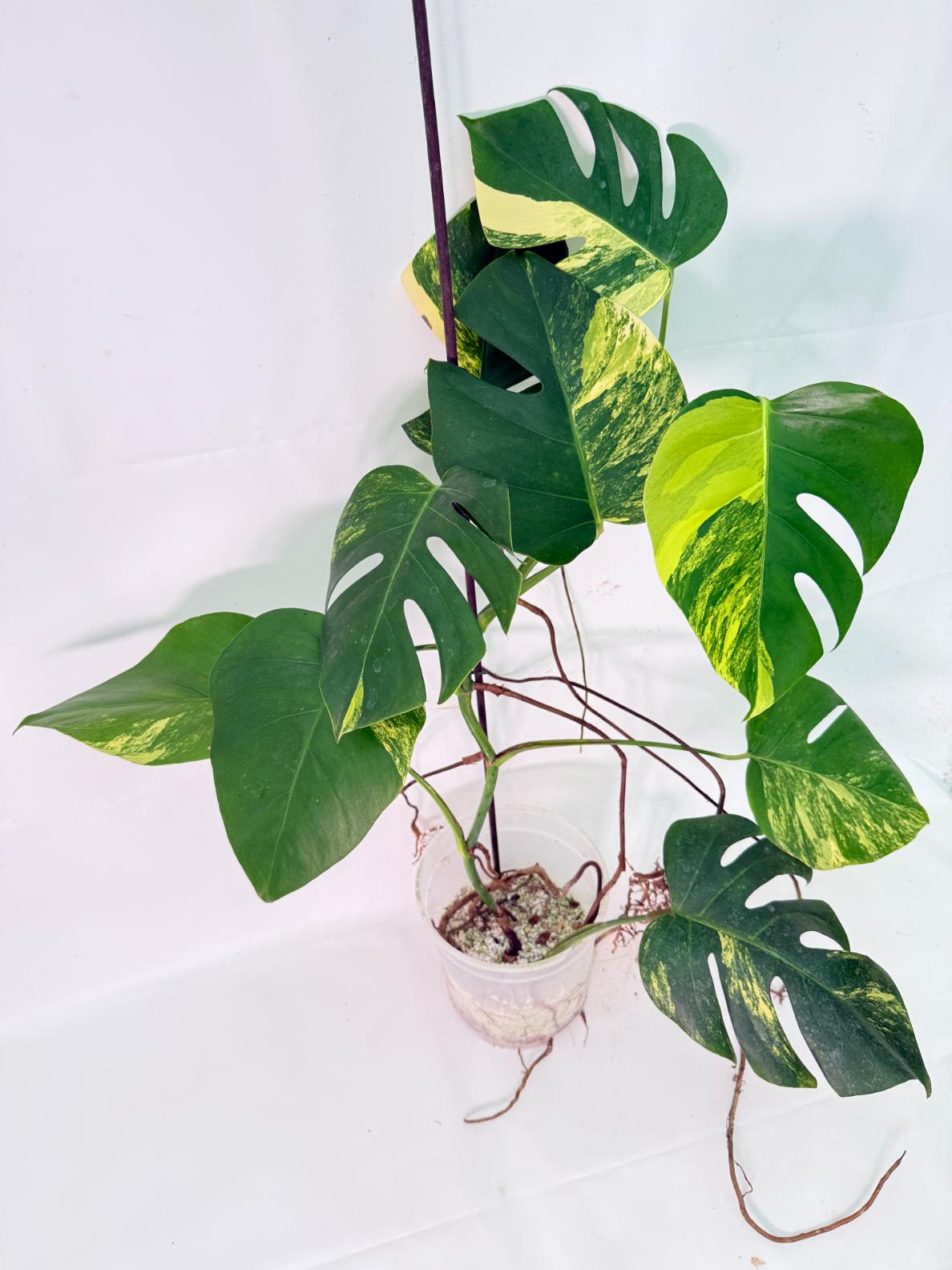 Monstera Variegata Aurea XL 02