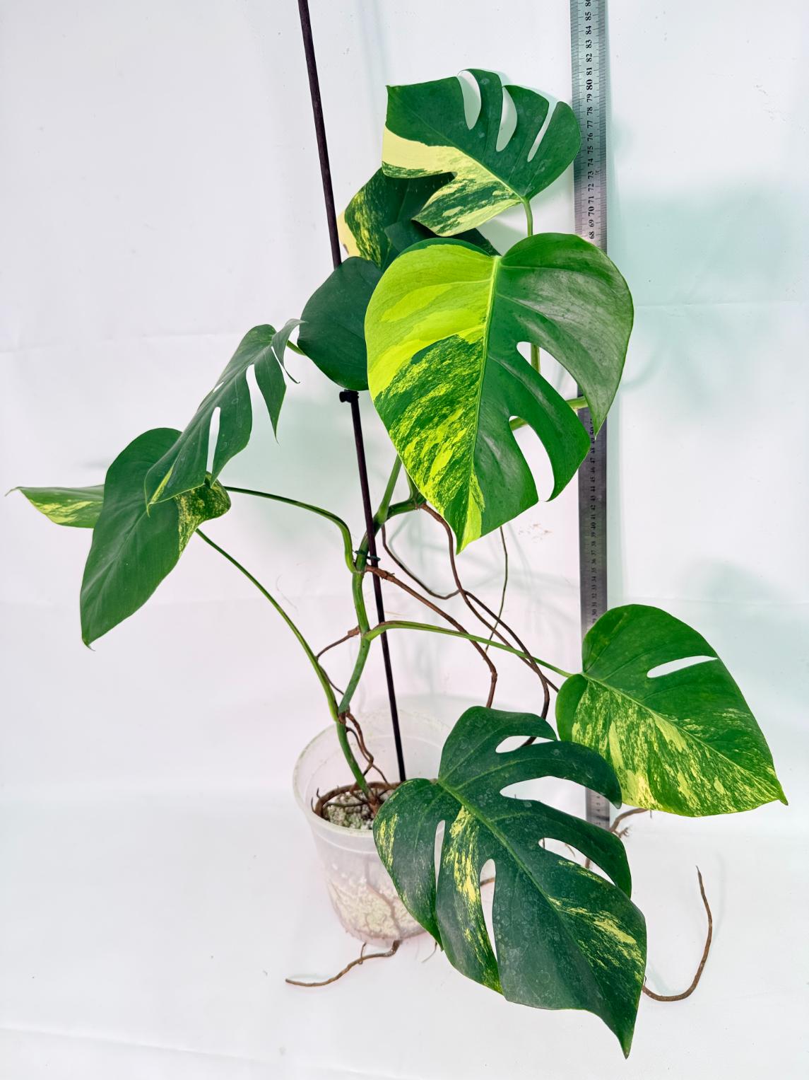 Monstera Variegata Aurea XL 13