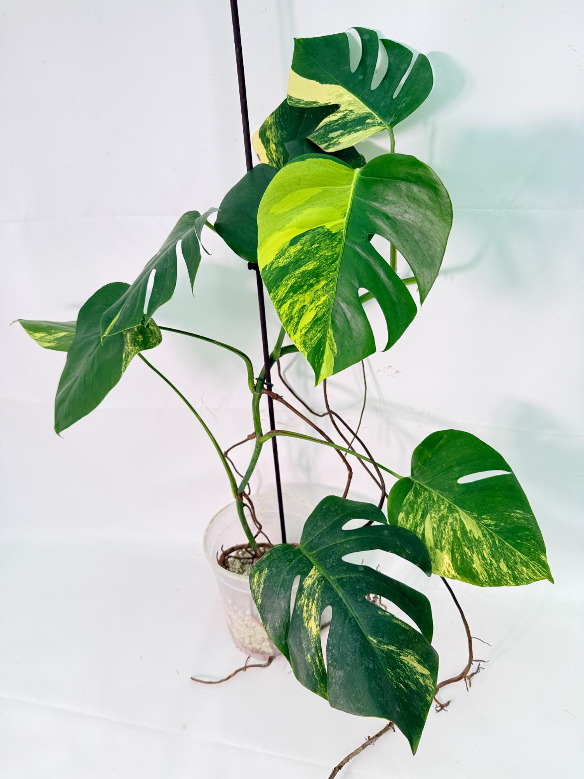 Monstera Variegata Aurea XL 01